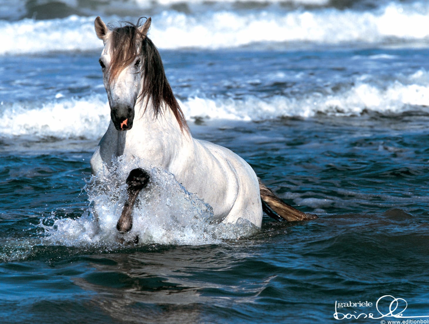 Majestic Horse in Waves - Stunning wallpapers HD quality