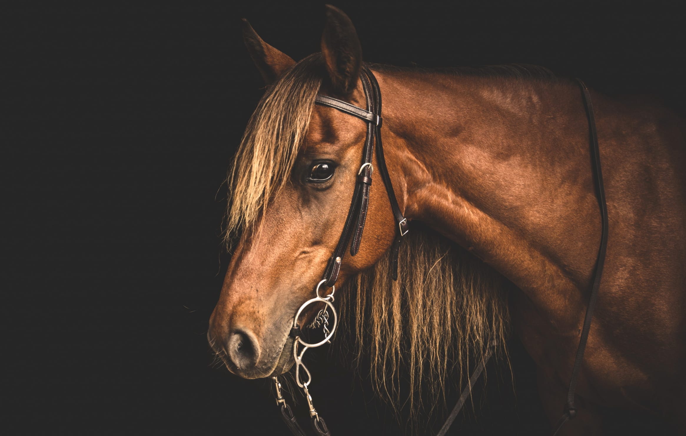 Majestic Horse Portrait - at 1024 x 768 size wallpapers HD quality