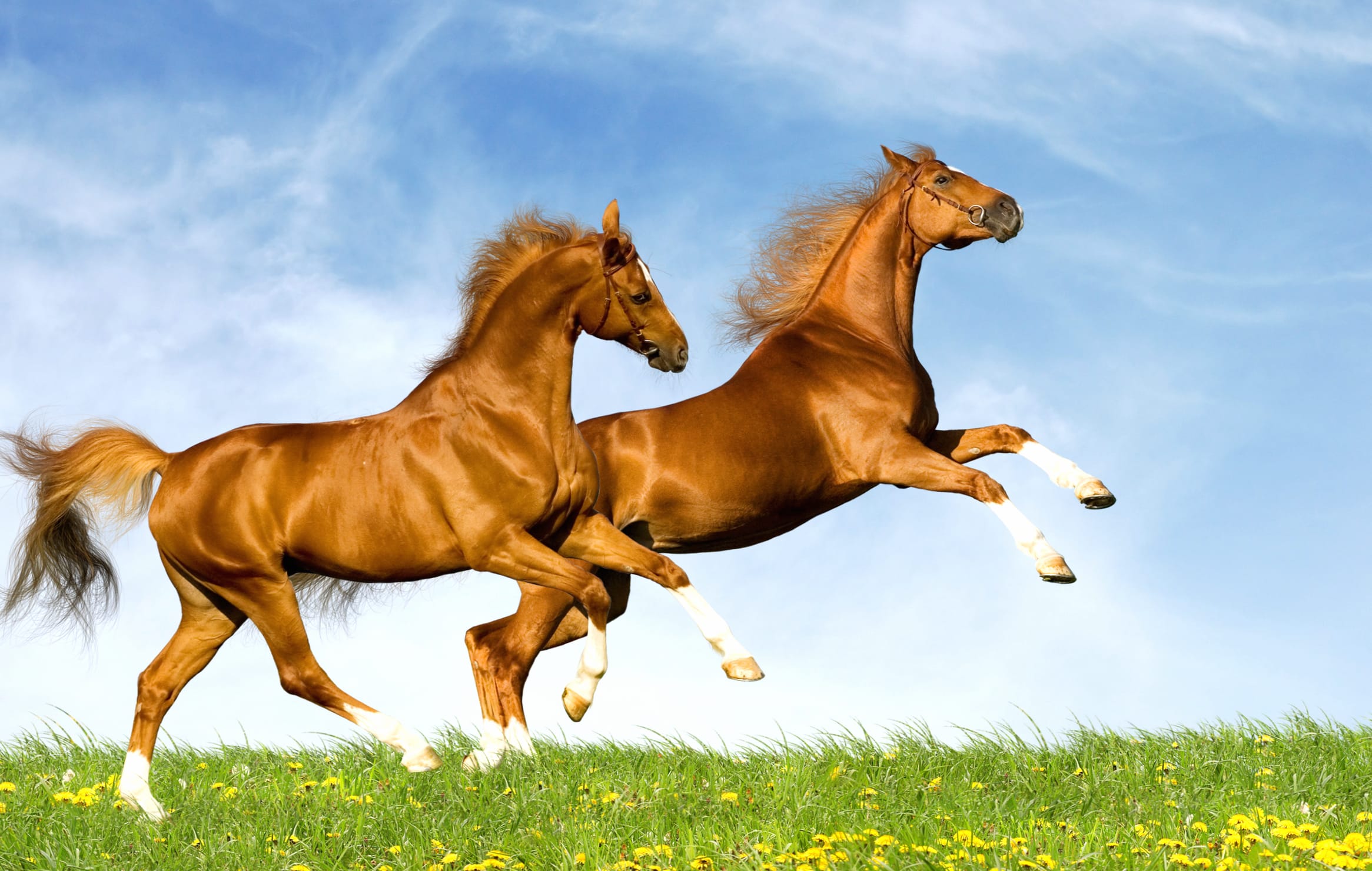 Majestic Horses in Motion - wallpapers HD quality