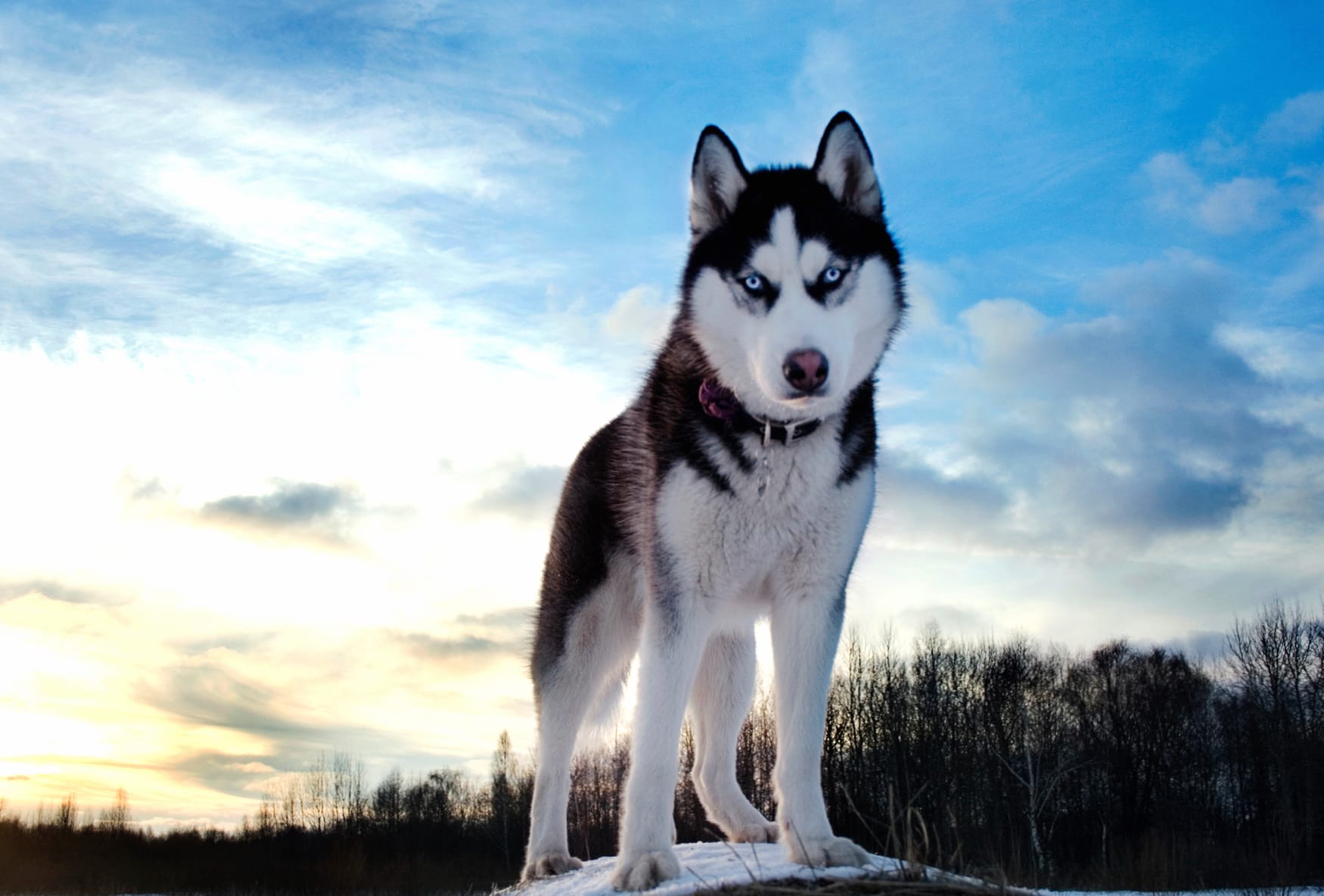 Majestic Husky at 2560 x 1440 HD size wallpapers HD quality