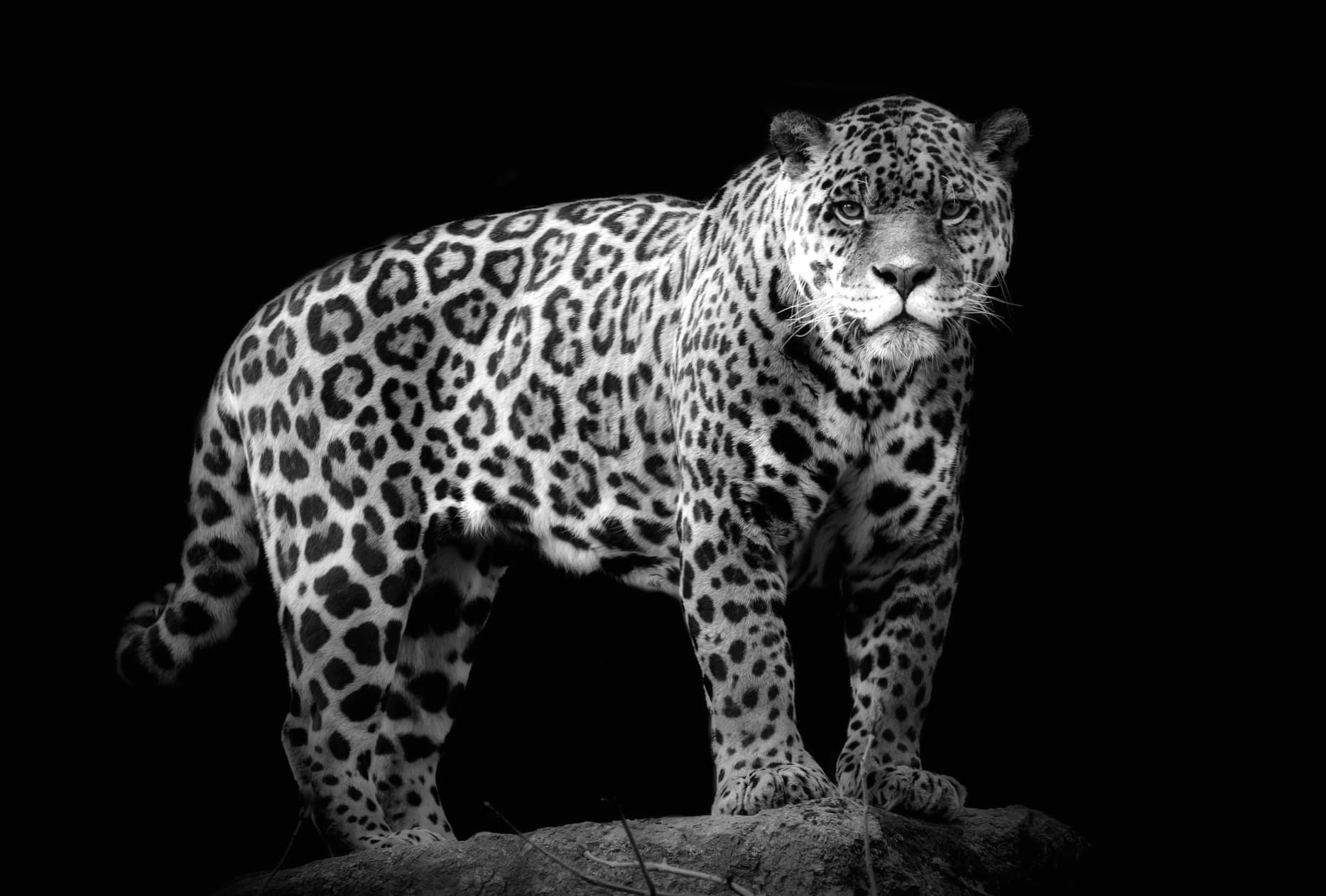 Majestic Jaguar wallpapers HD quality