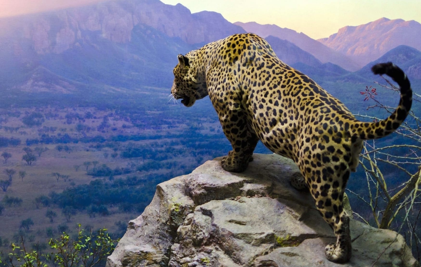 Majestic Jaguar Overlook at 320 x 480 iPhone size wallpapers HD quality