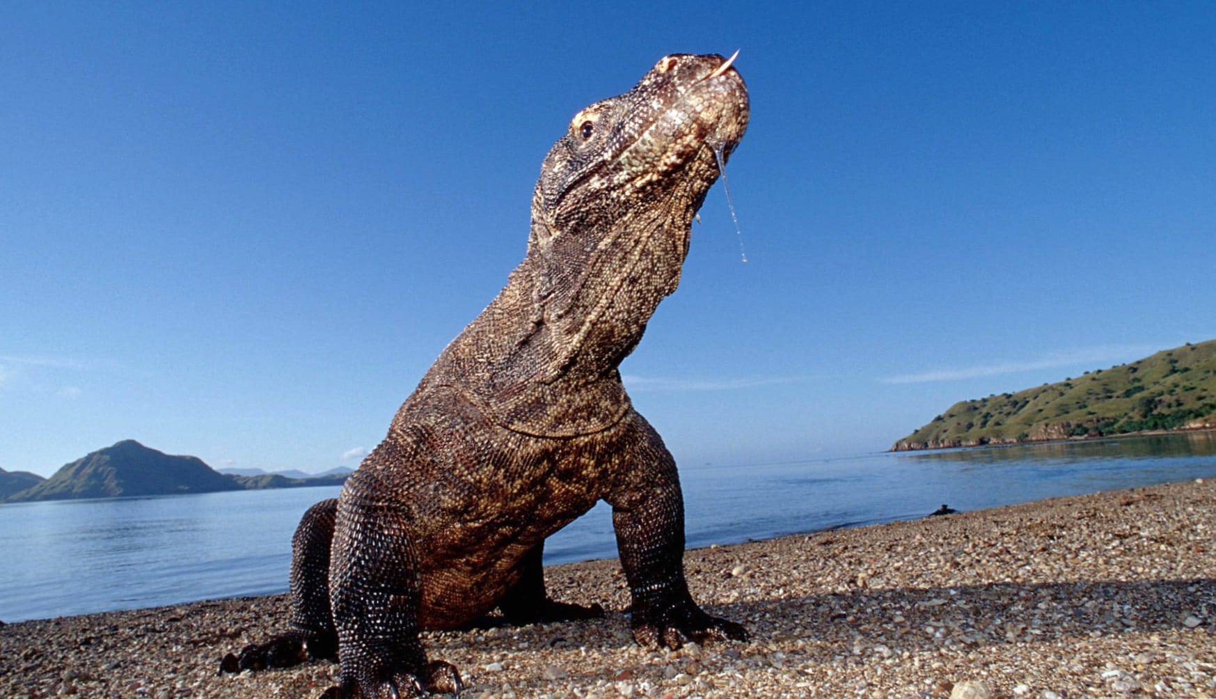 Majestic Komodo Dragon wallpapers HD quality