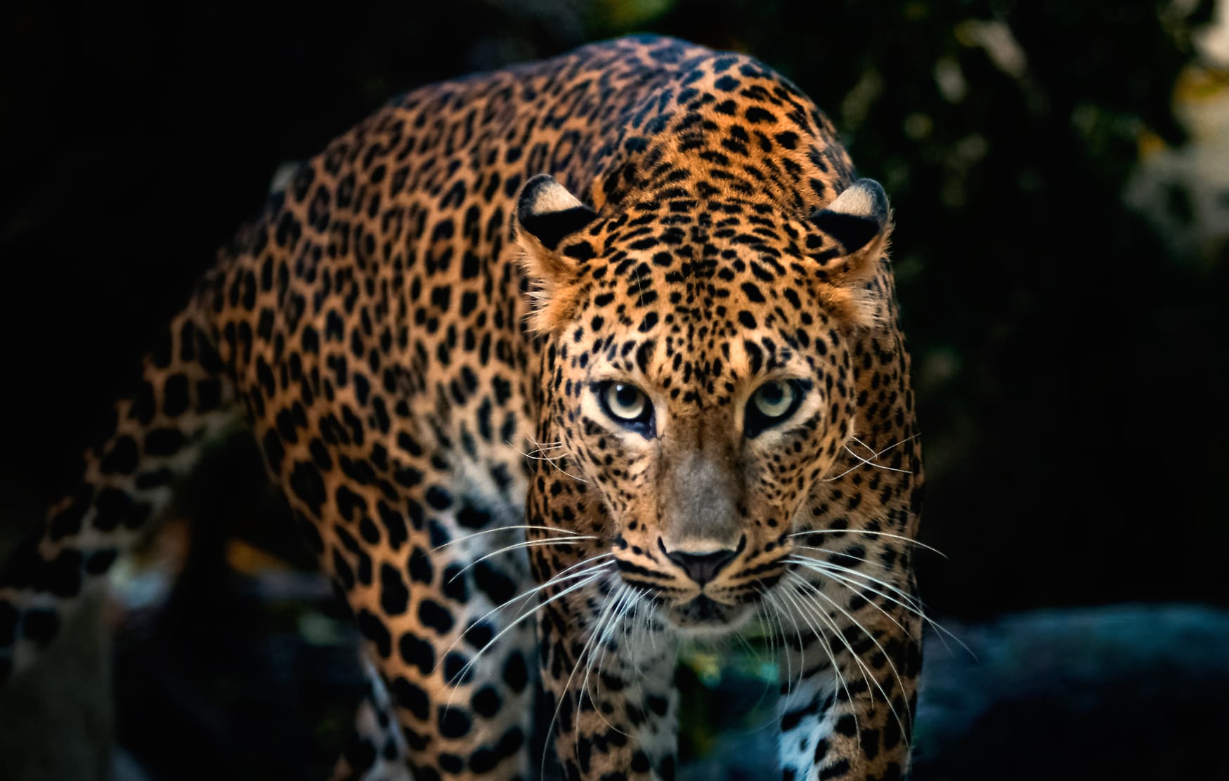 Majestic Leopard wallpapers HD quality