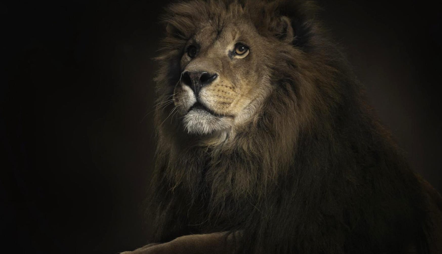 Majestic Lion at 750 x 1334 iPhone 6 size wallpapers HD quality