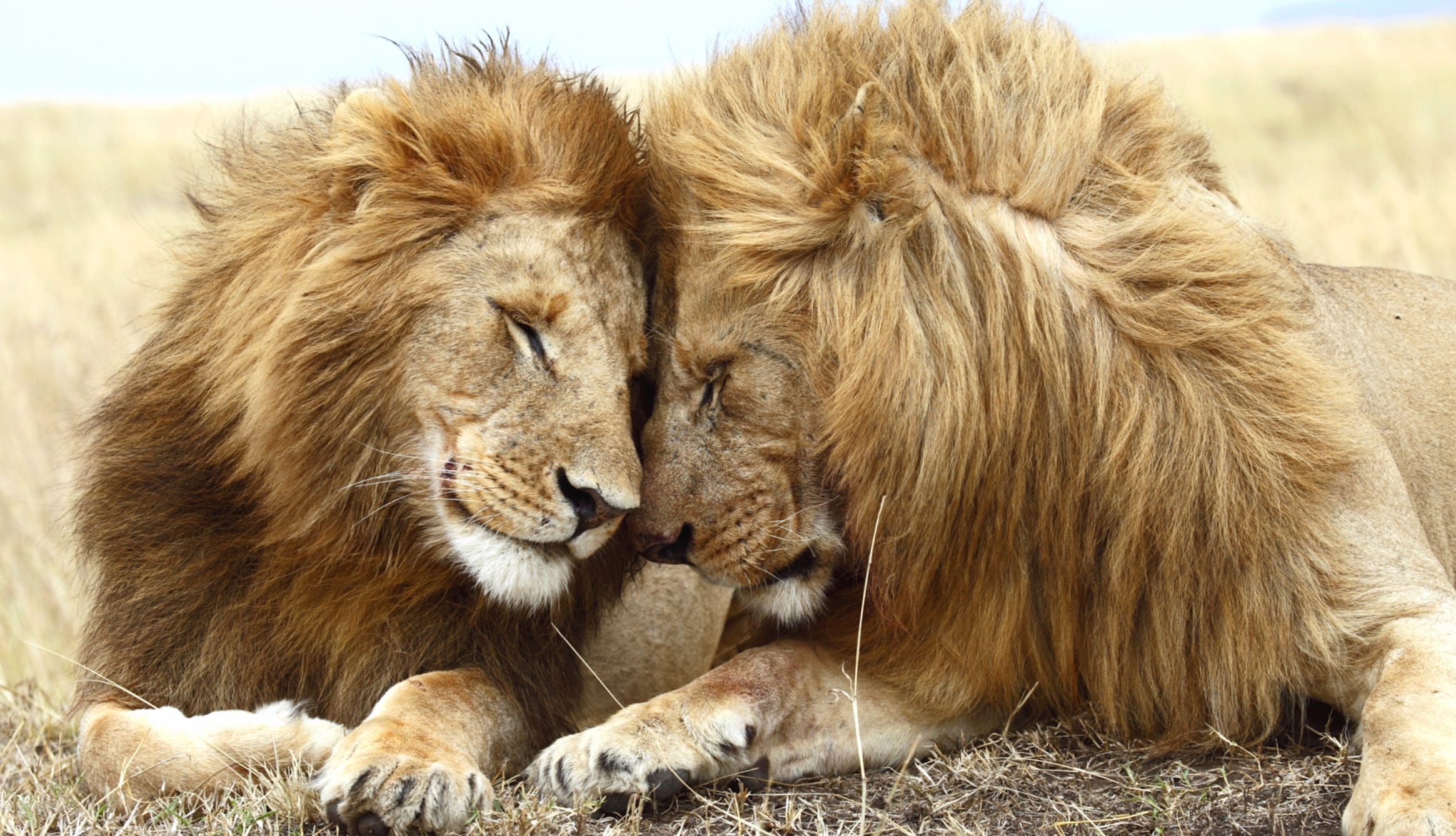 Majestic Lion Companionship - wallpapers HD quality