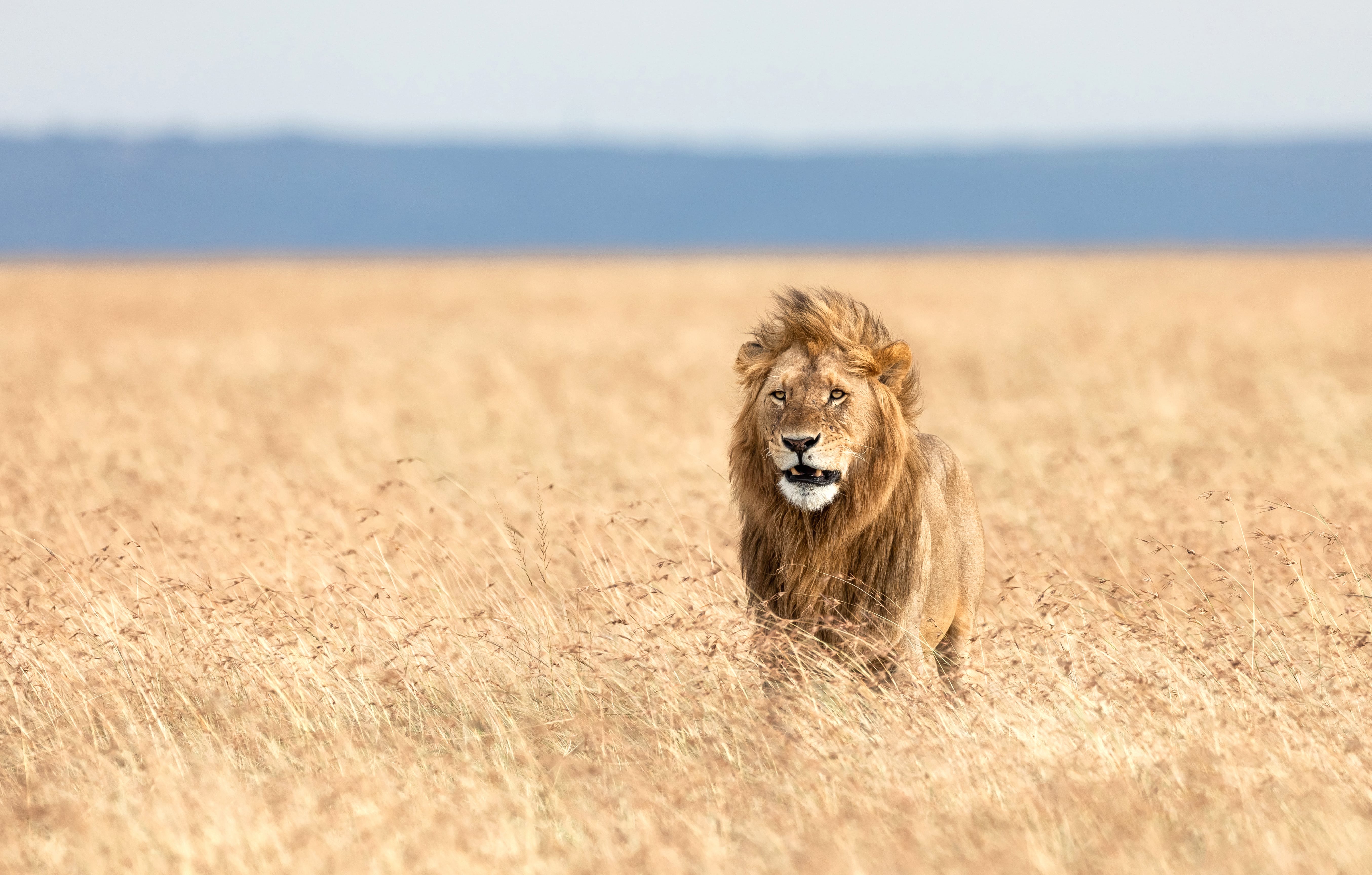 Majestic Lion in Focus - at 1600 x 900 HD size wallpapers HD quality