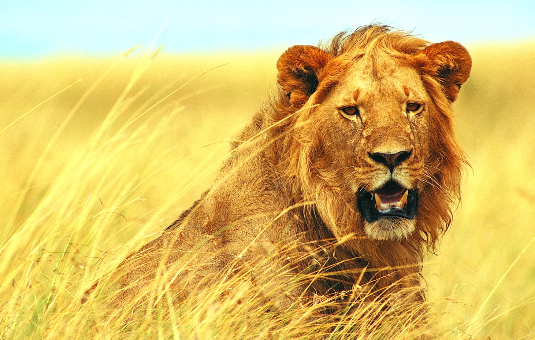 Majestic Lion in the Wild - wallpapers HD Majestic Lion in the Wild - wallpapers HD quality