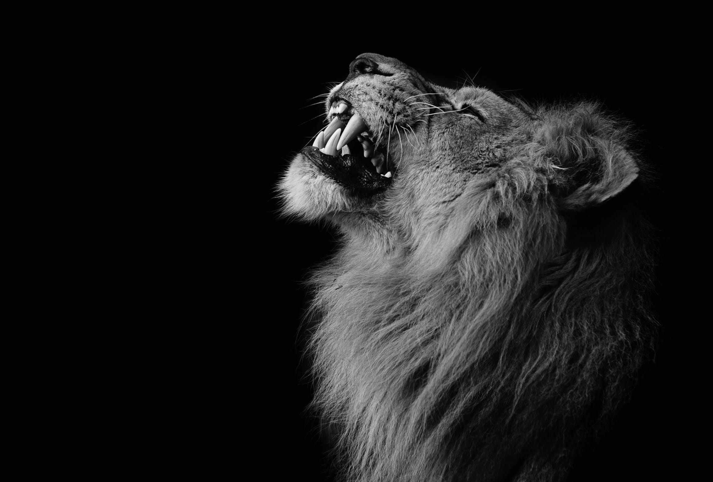 Majestic Lion Stunning Black & White wallpapers HD quality