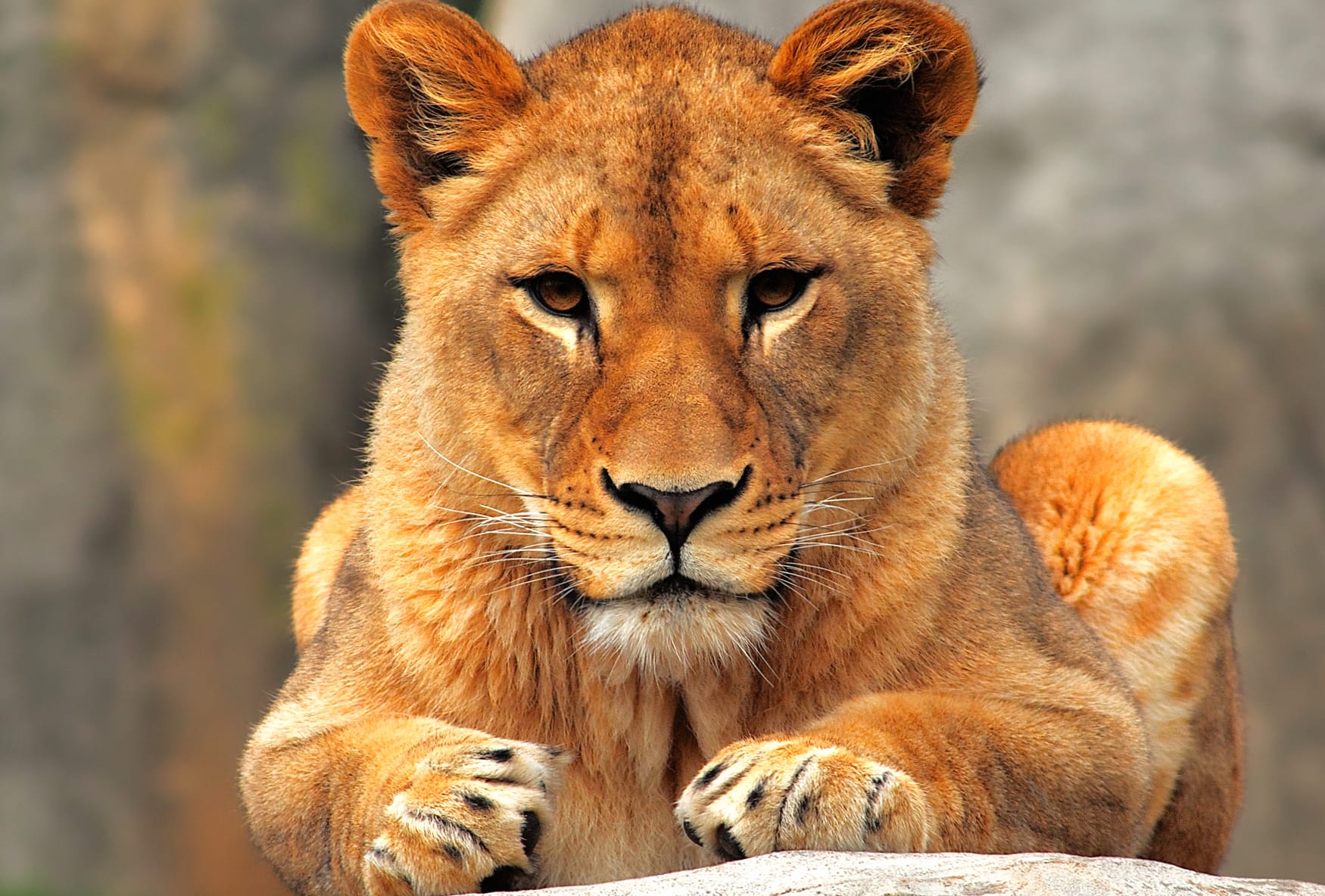 Majestic Lioness wallpapers HD quality