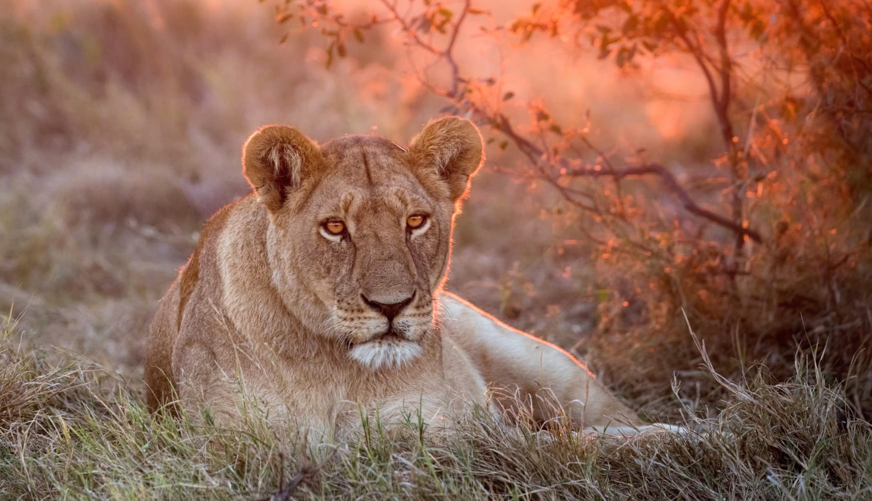 Majestic Lioness at Sunset - at 1152 x 864 size wallpapers HD quality