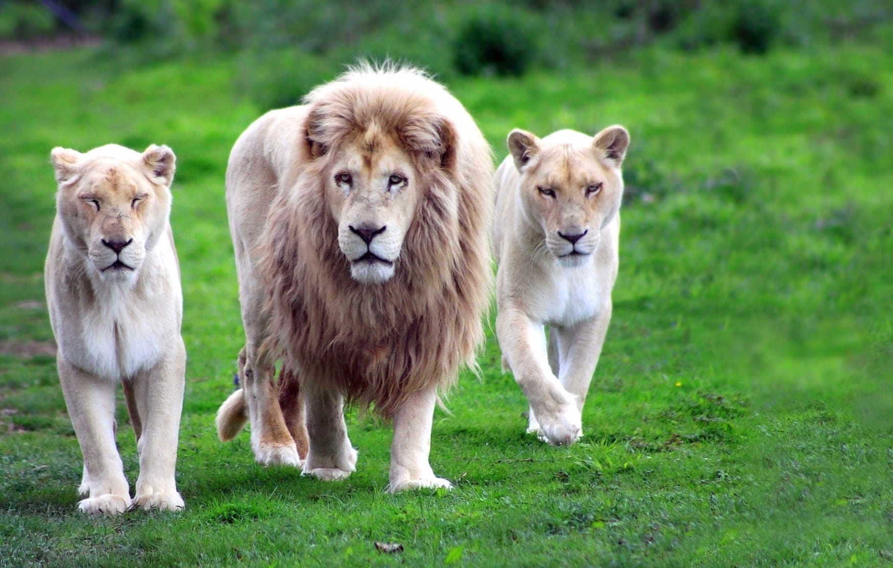 Majestic Lions wallpapers HD quality