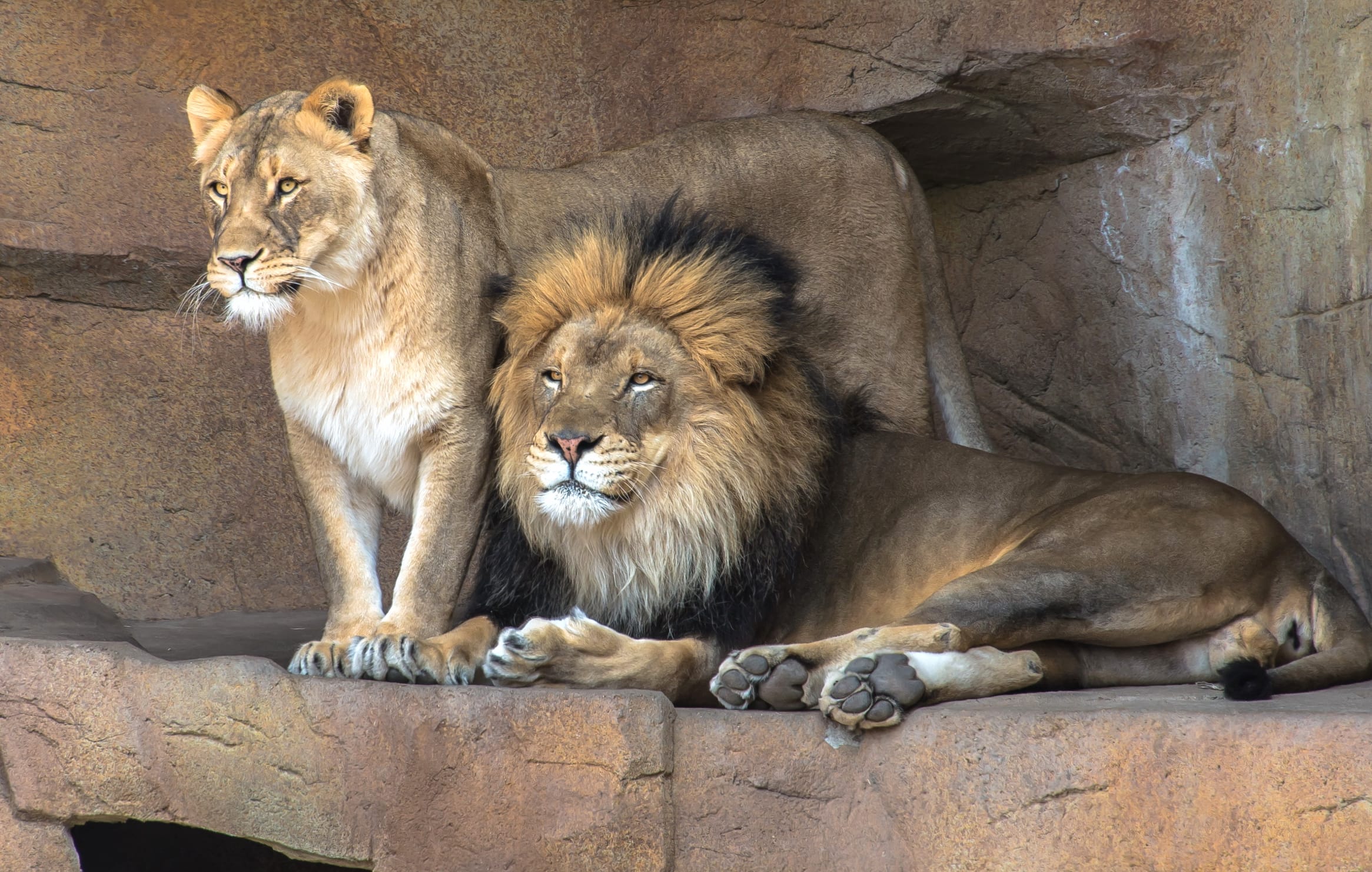 Majestic Lions Stunning for Animal Lovers at 2560 x 1440 HD size wallpapers HD quality