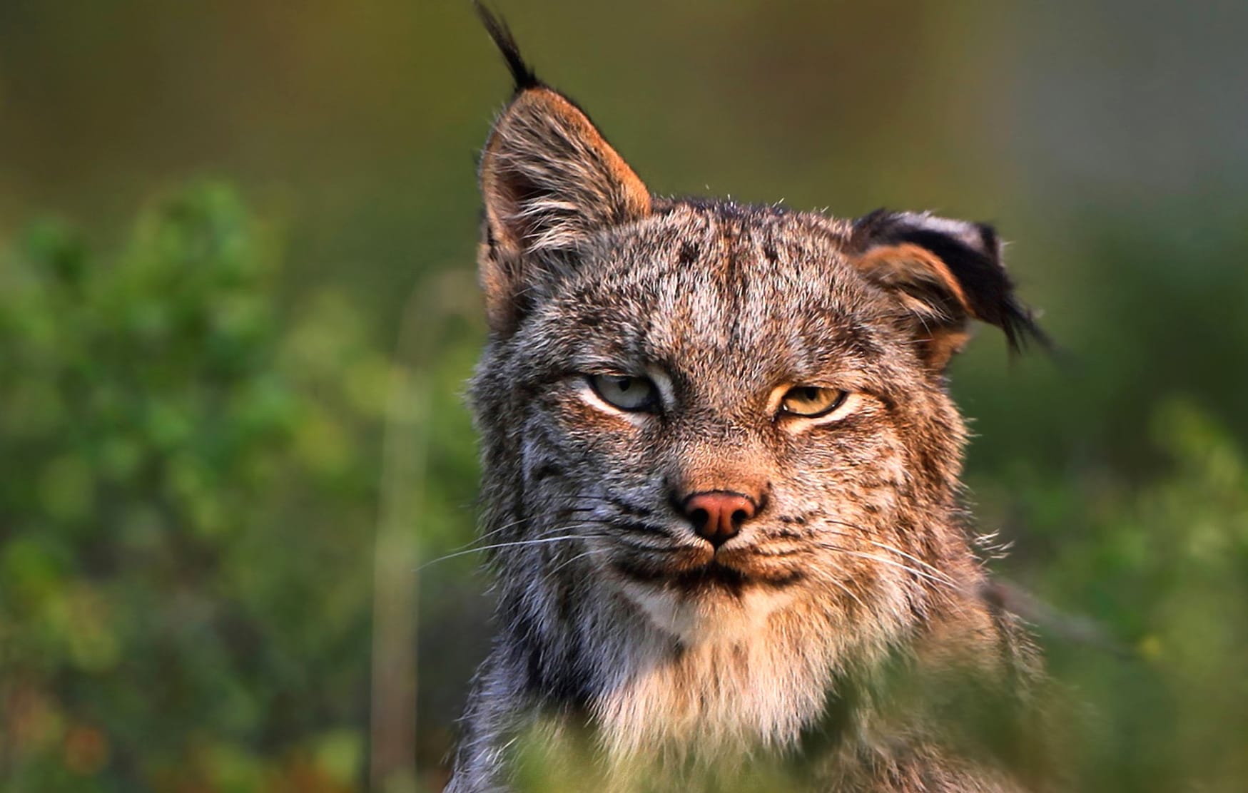 Majestic Lynx wallpapers HD quality