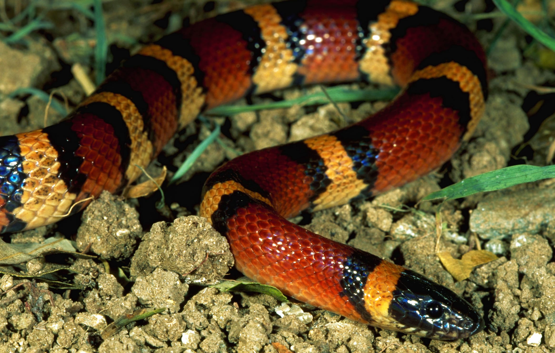 Majestic Milk Snake - HD Animal Wallpaper wallpapers HD Majestic Milk Snake - HD Animal Wallpaper wallpapers HD quality