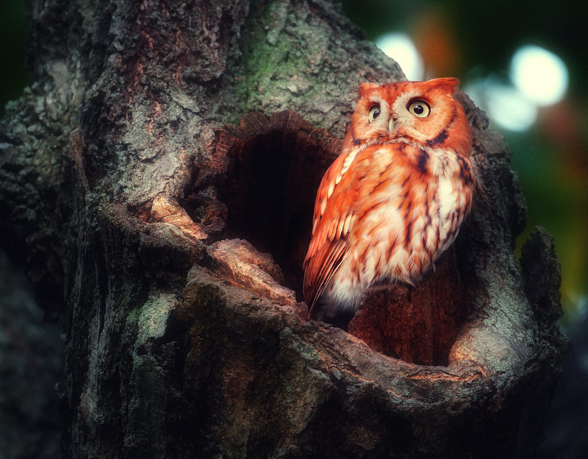 Majestic Owl wallpapers HD Majestic Owl wallpapers HD quality