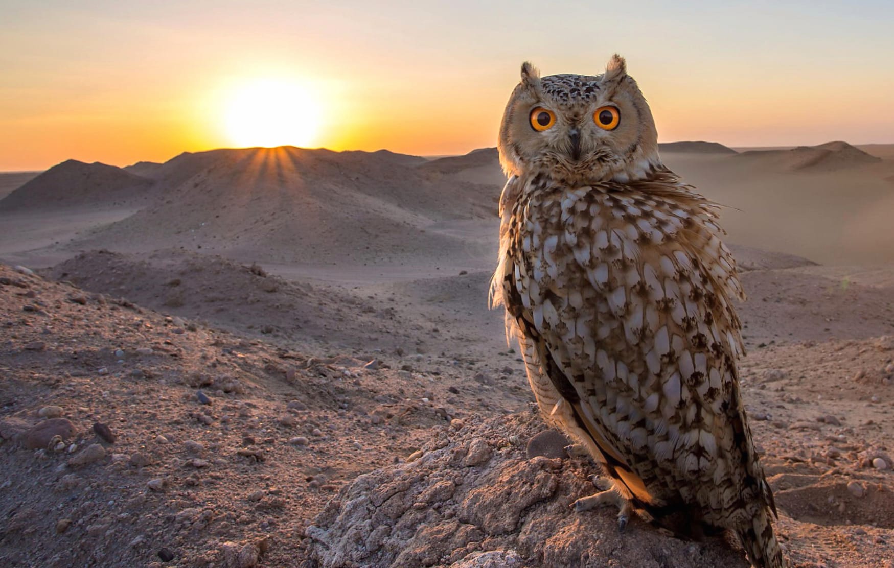 Majestic Owl at Sunrise - wallpapers HD quality