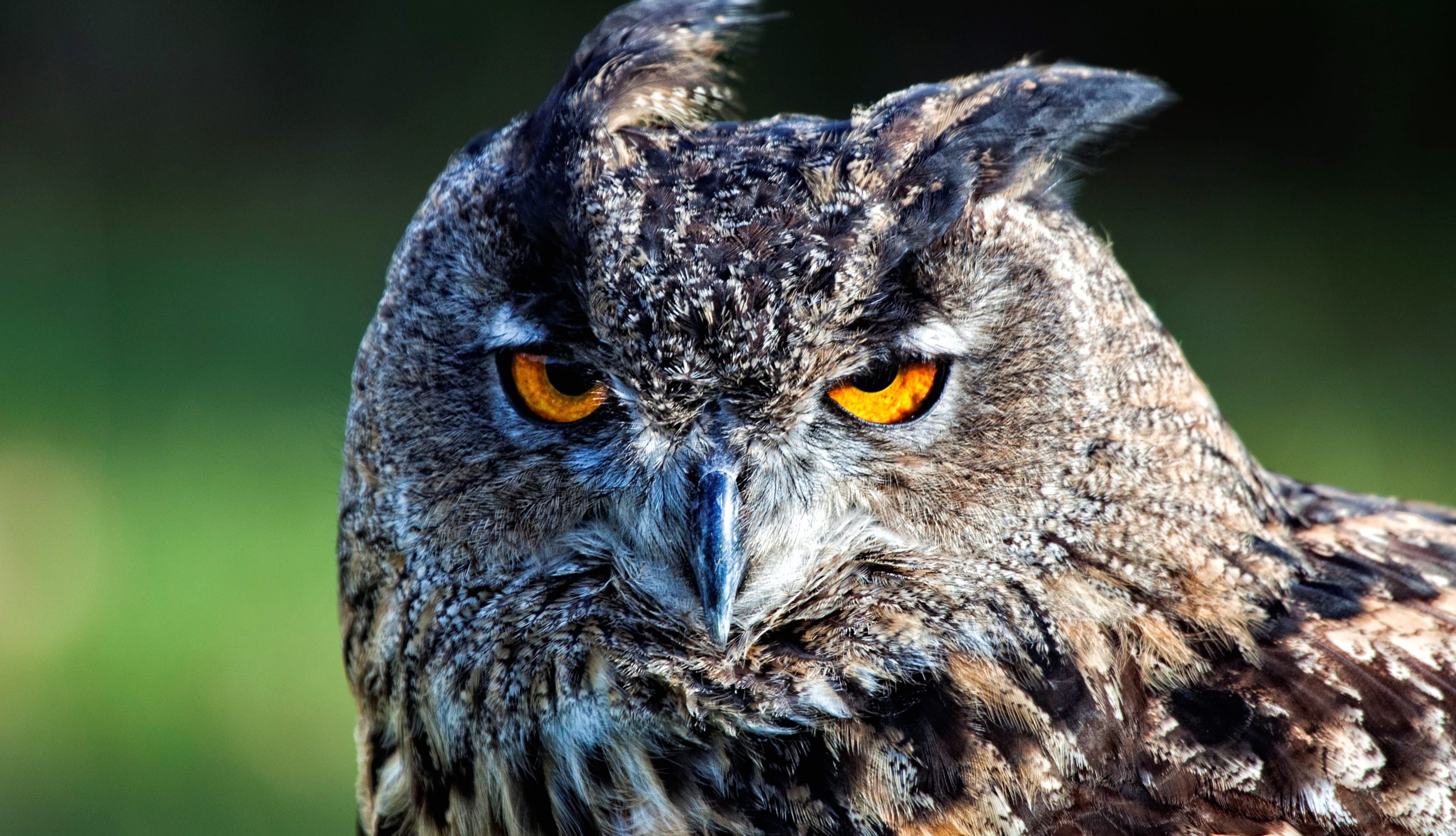 Majestic Owl Gaze - wallpapers HD quality