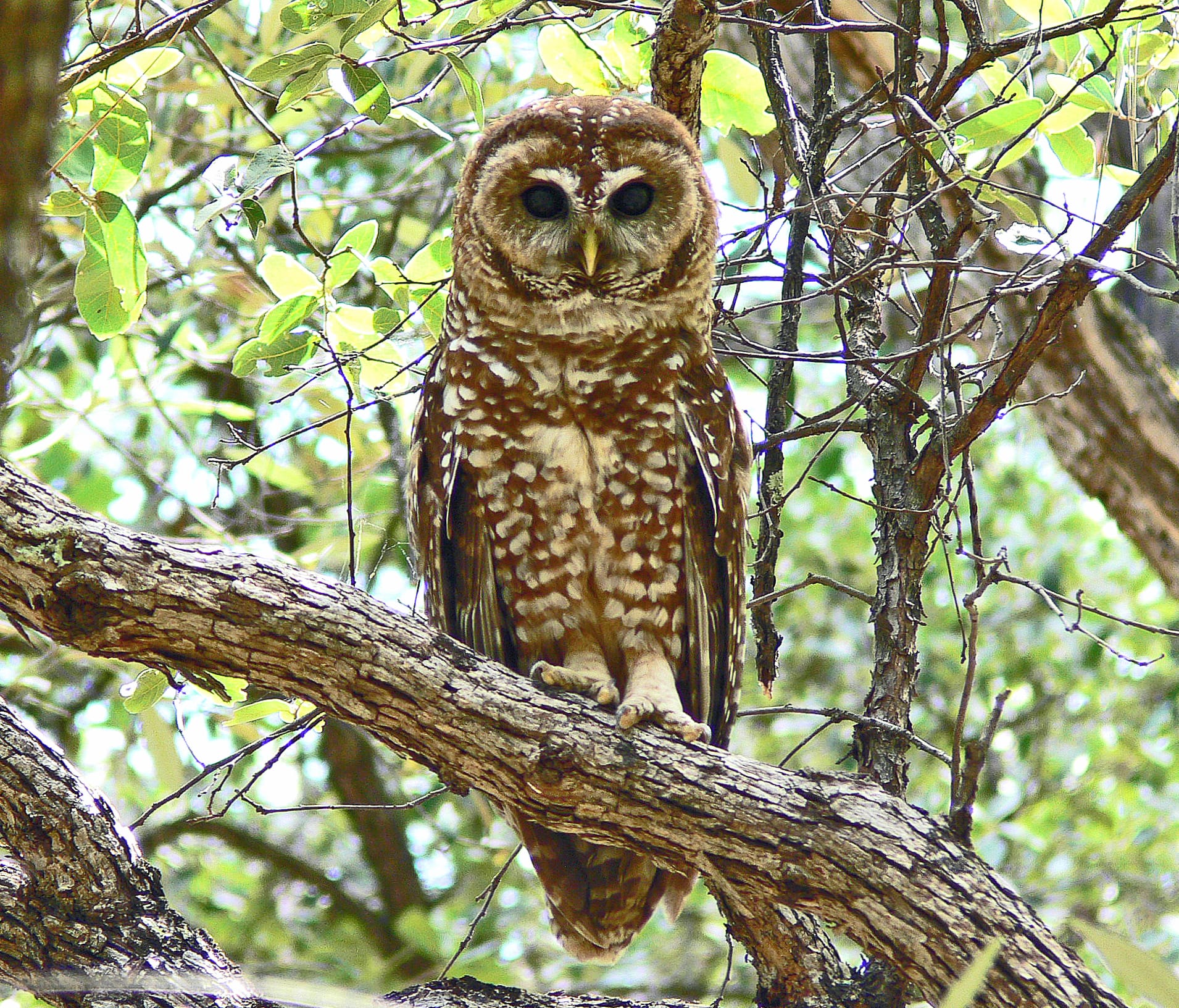 Majestic Owl in wallpapers HD quality