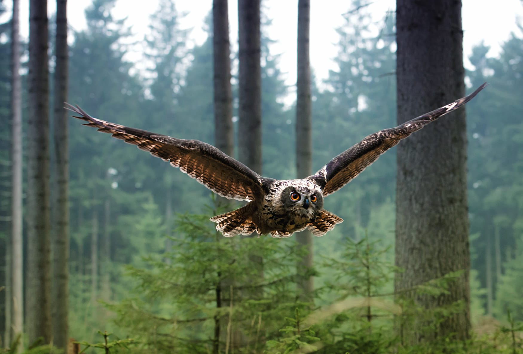 Majestic Owl in Flight - at 1920 x 1080 HD size wallpapers HD quality