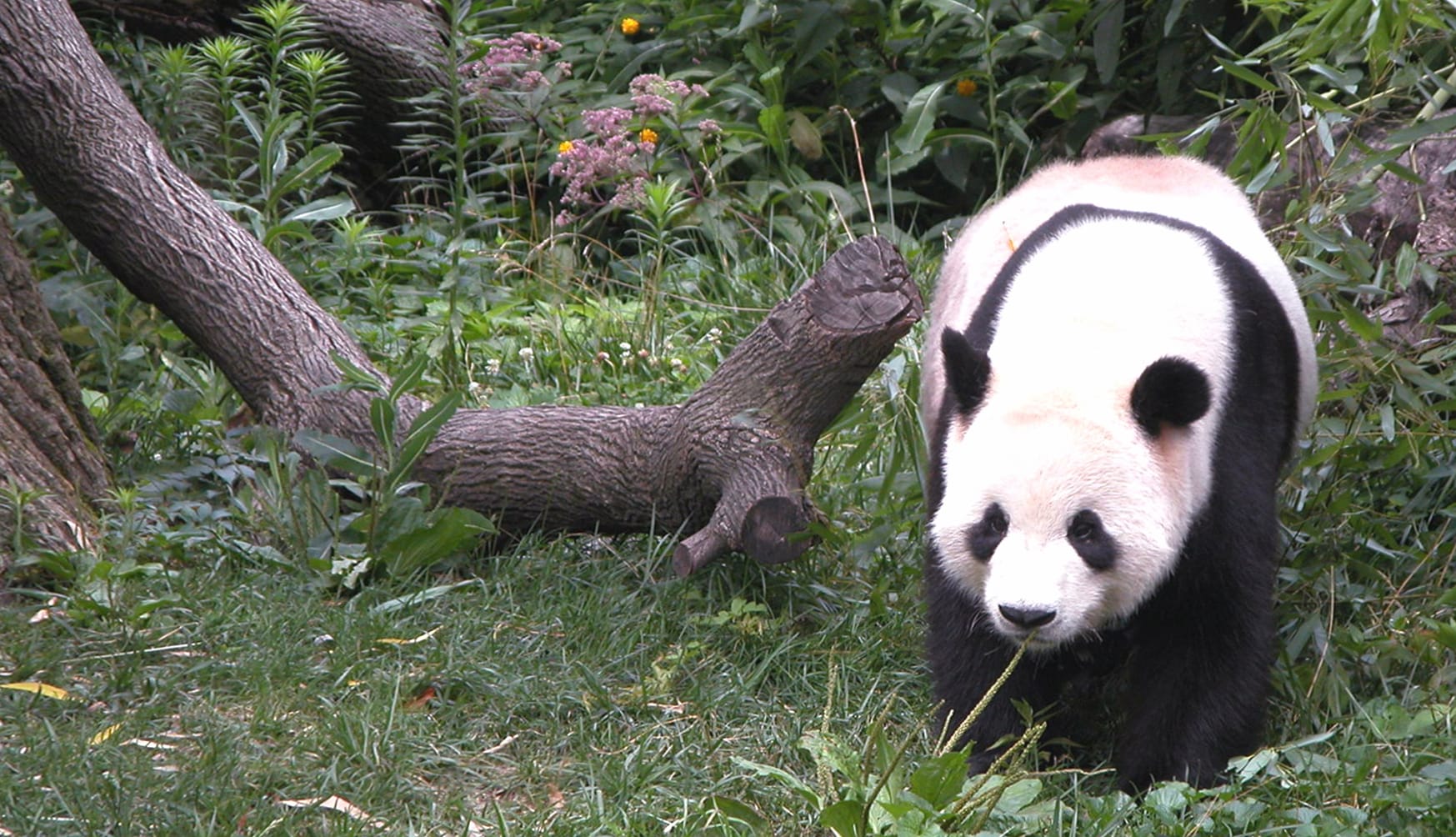 Majestic Panda in Nature - wallpapers HD Majestic Panda in Nature - wallpapers HD quality