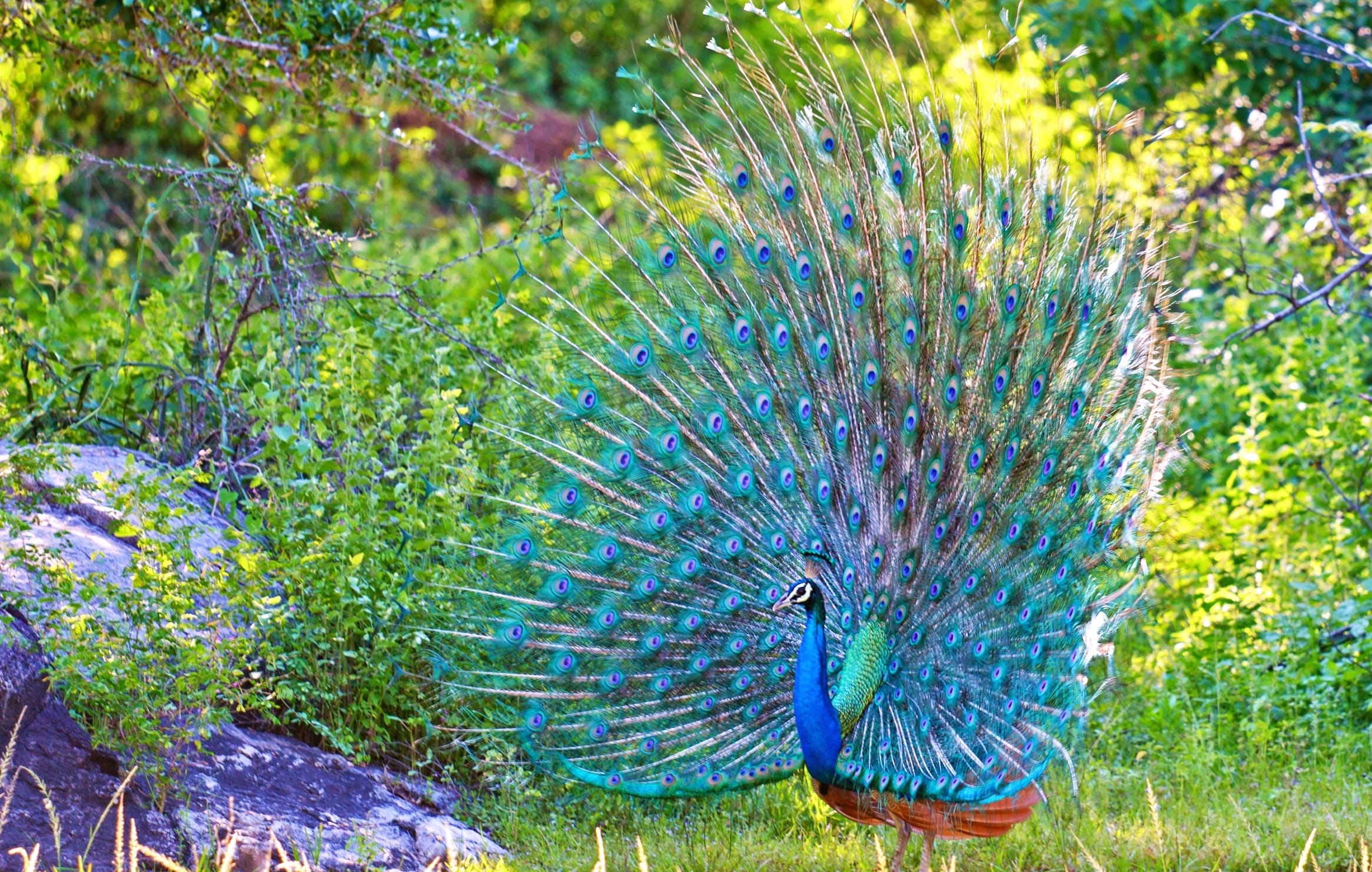 Majestic Peacock in Nature - wallpapers HD Majestic Peacock in Nature - wallpapers HD quality