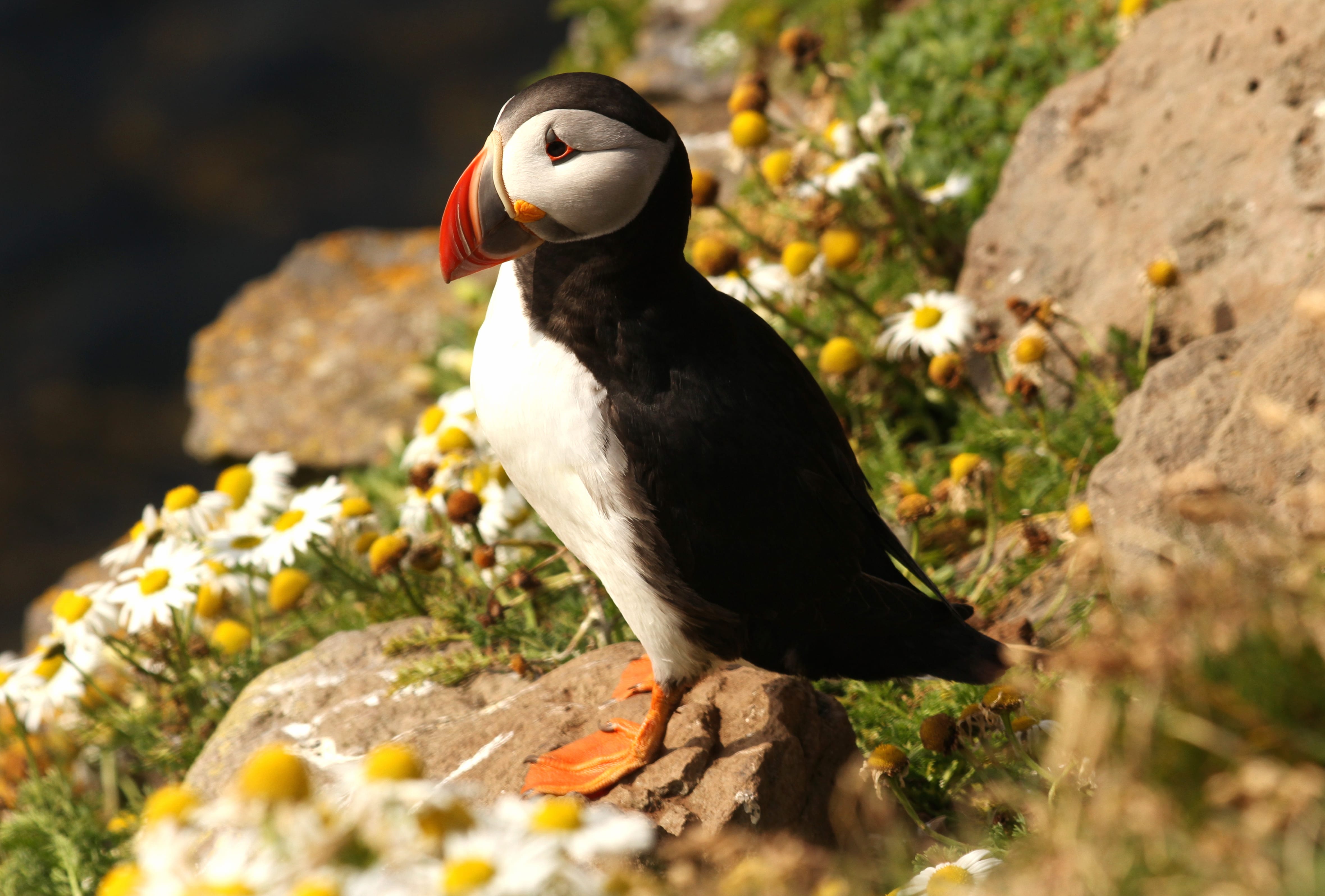 Majestic Puffin at 1024 x 1024 iPad size wallpapers HD quality