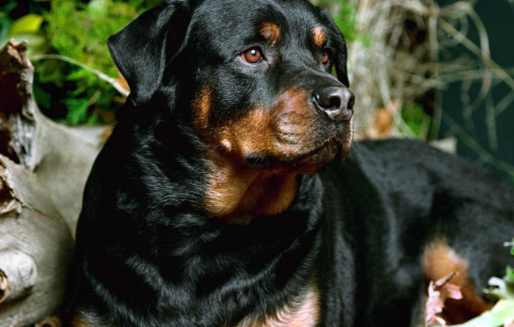 Majestic Rottweiler wallpapers HD quality