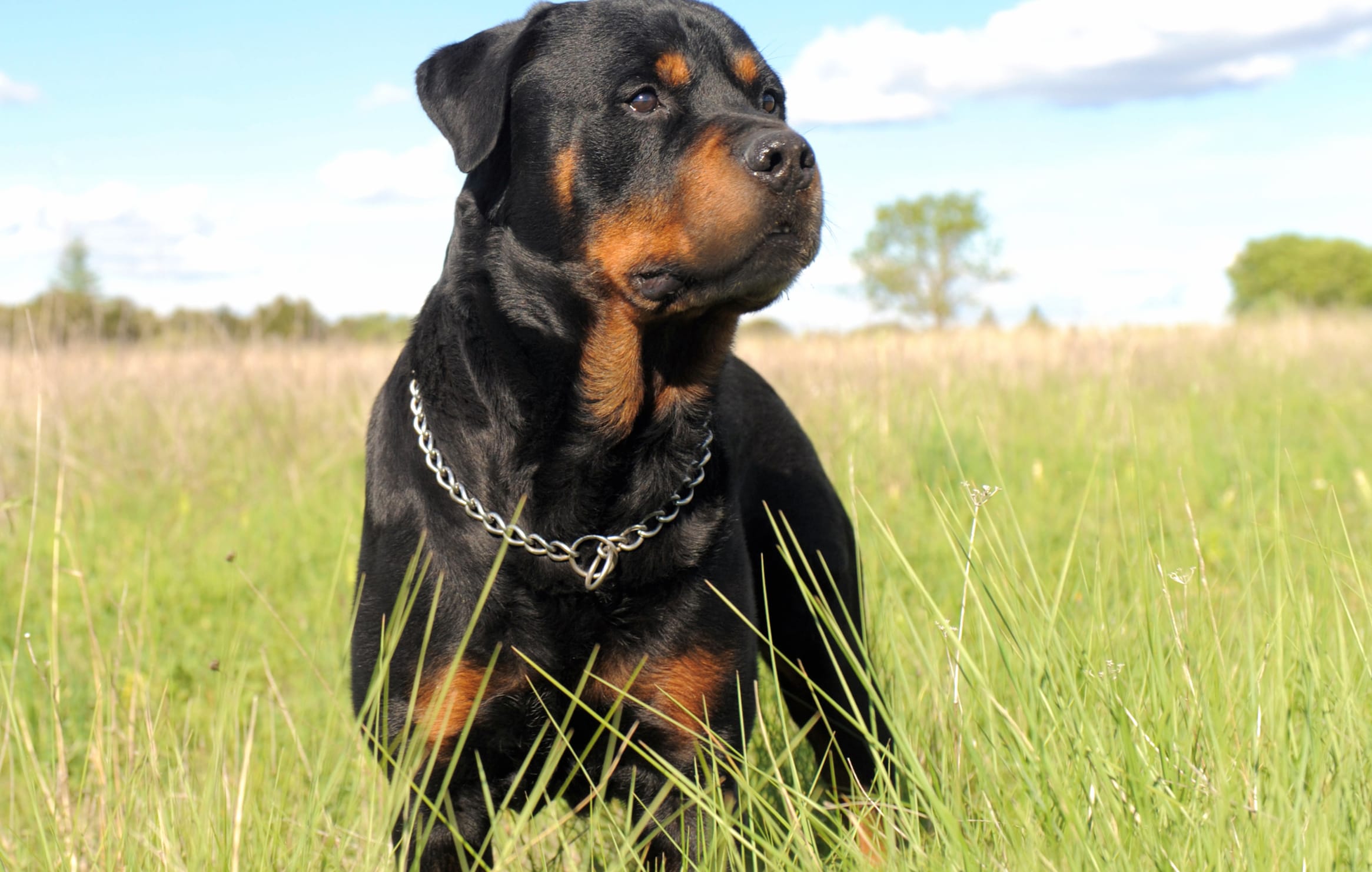 Majestic Rottweiler in Field - at 1024 x 1024 iPad size wallpapers HD quality