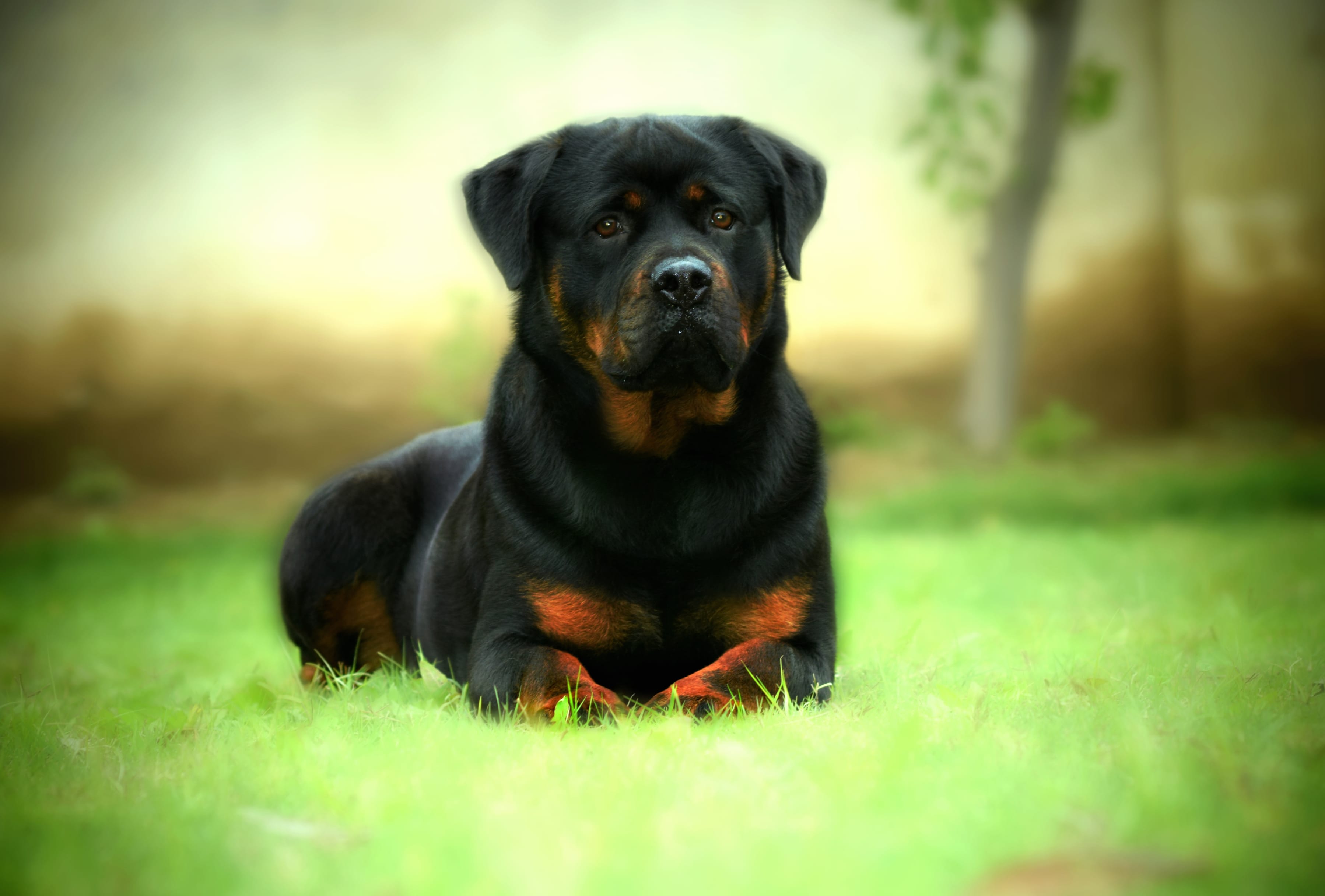 Majestic Rottweiler in HD at 1536 x 864 HD size wallpapers HD quality