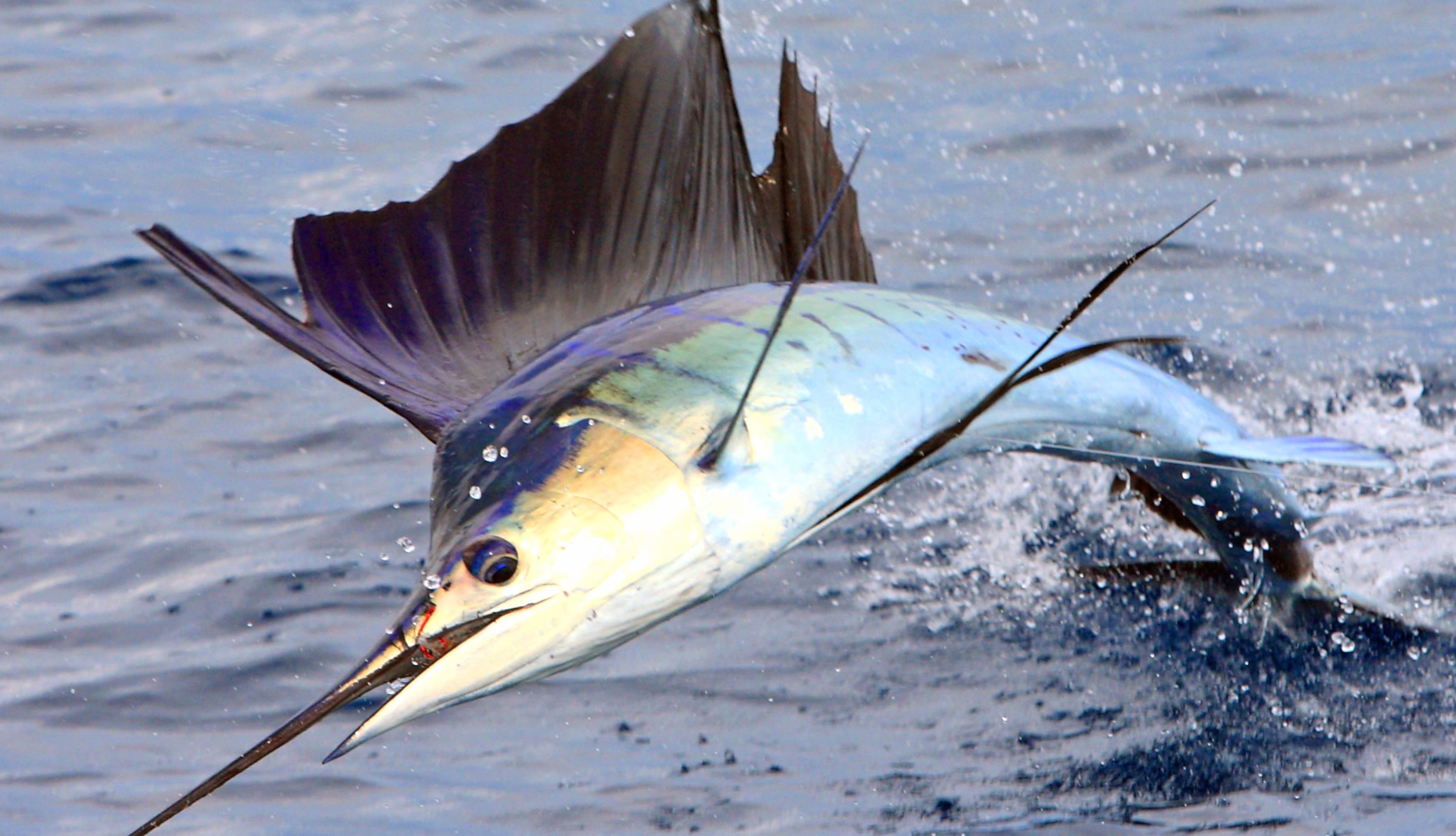 Majestic Sailfish at 640 x 960 iPhone 4 size wallpapers HD quality