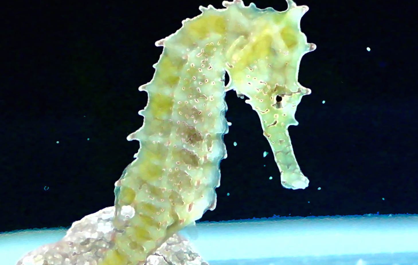 Majestic Seahorse in wallpapers HD quality