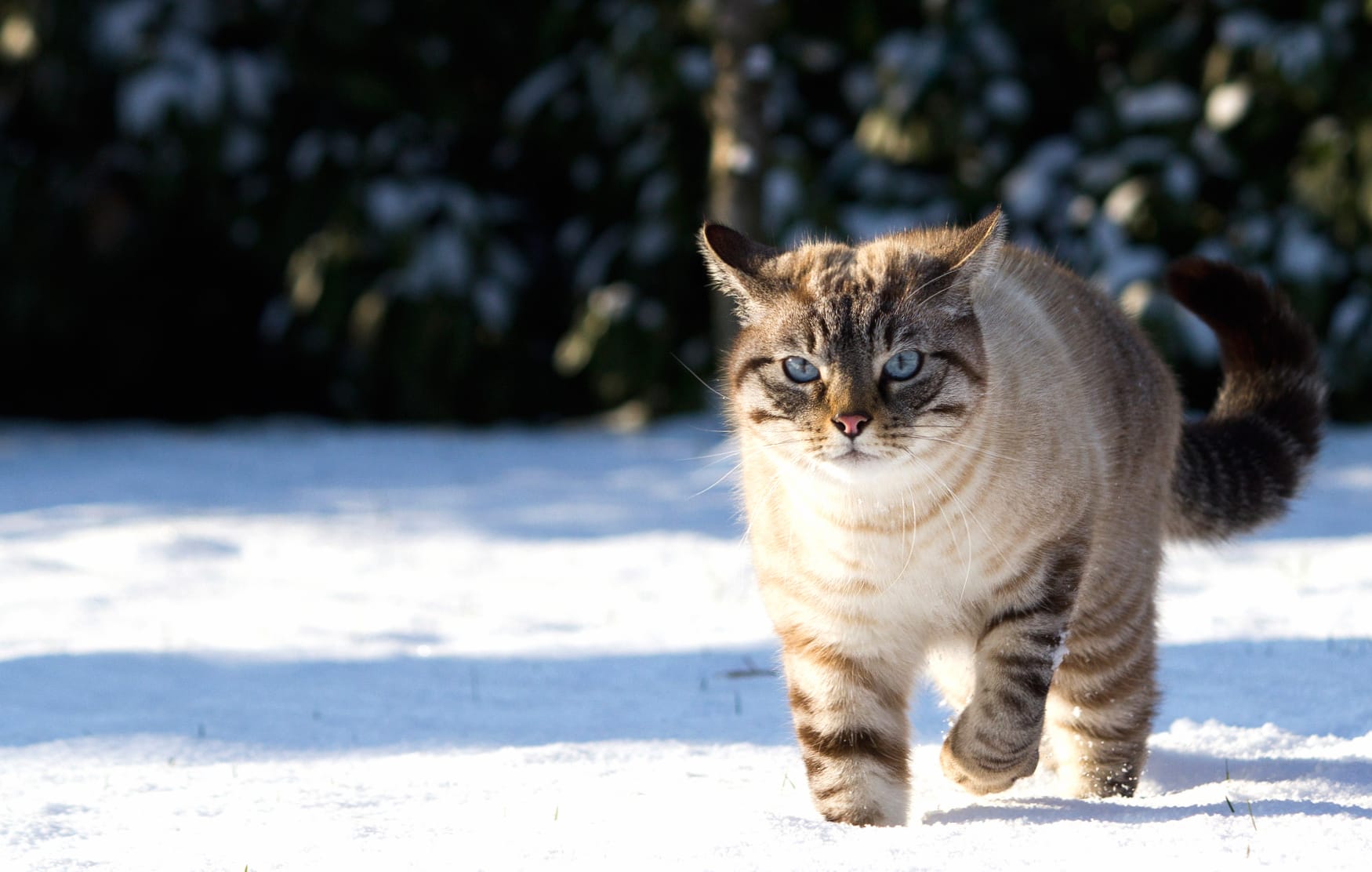 Majestic Snow Cat at 750 x 1334 iPhone 6 size wallpapers HD quality