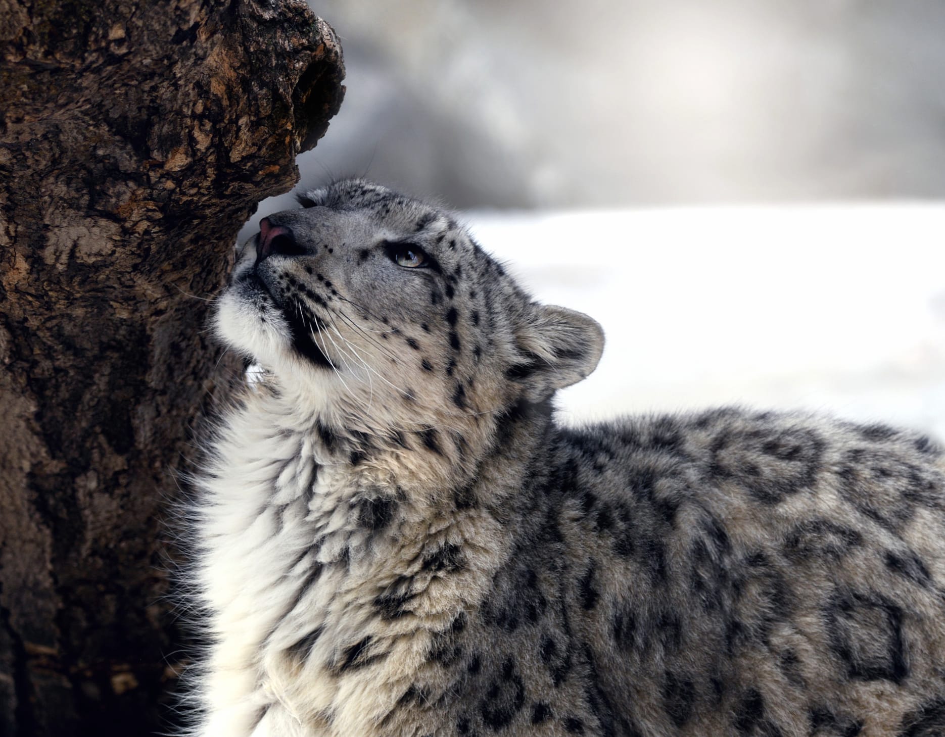 Majestic Snow Leopard wallpapers HD quality