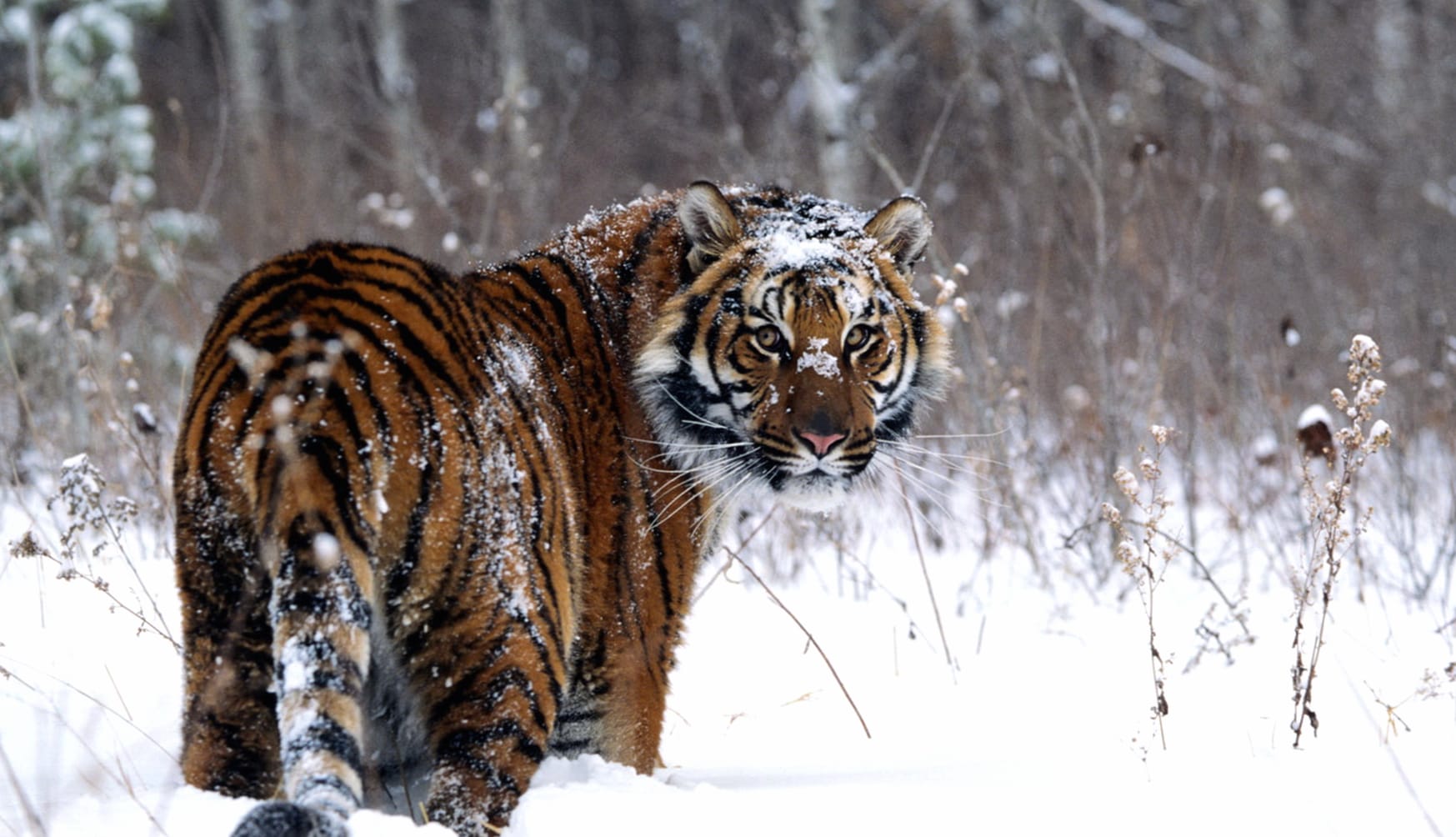 Majestic Snow Tiger wallpapers HD quality