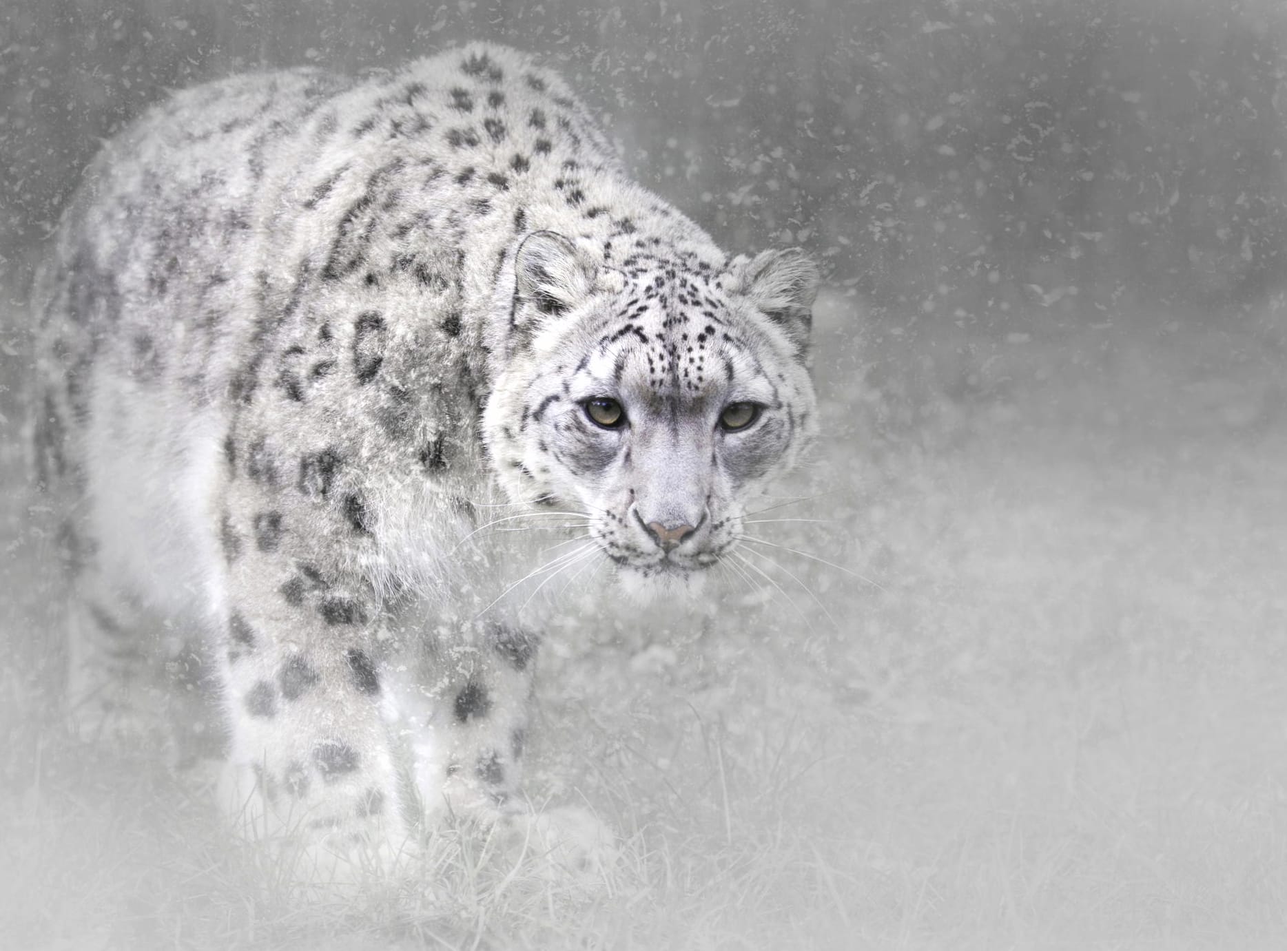 Majestic Snowfall Snow Leopard at 1152 x 864 size wallpapers HD quality