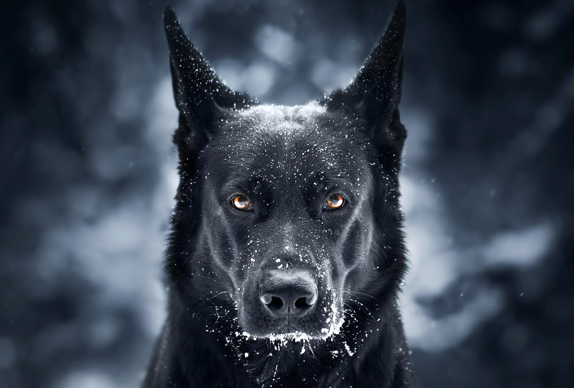 Majestic Snowy Stare - German Shepherd at 320 x 480 iPhone size wallpapers HD quality