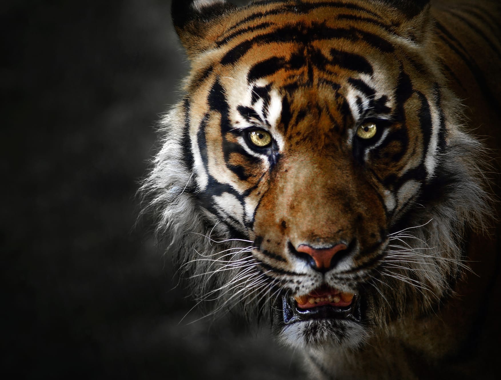 Majestic Tiger Face - at 1024 x 1024 iPad size wallpapers HD quality