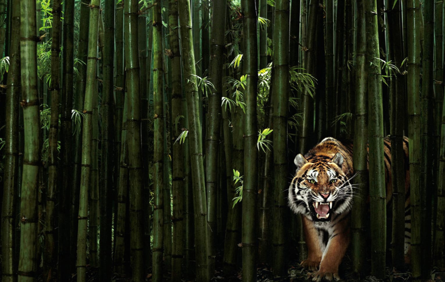 Majestic Tiger in the Bamboo Forest - wallpapers HD Majestic Tiger in the Bamboo Forest - wallpapers HD quality