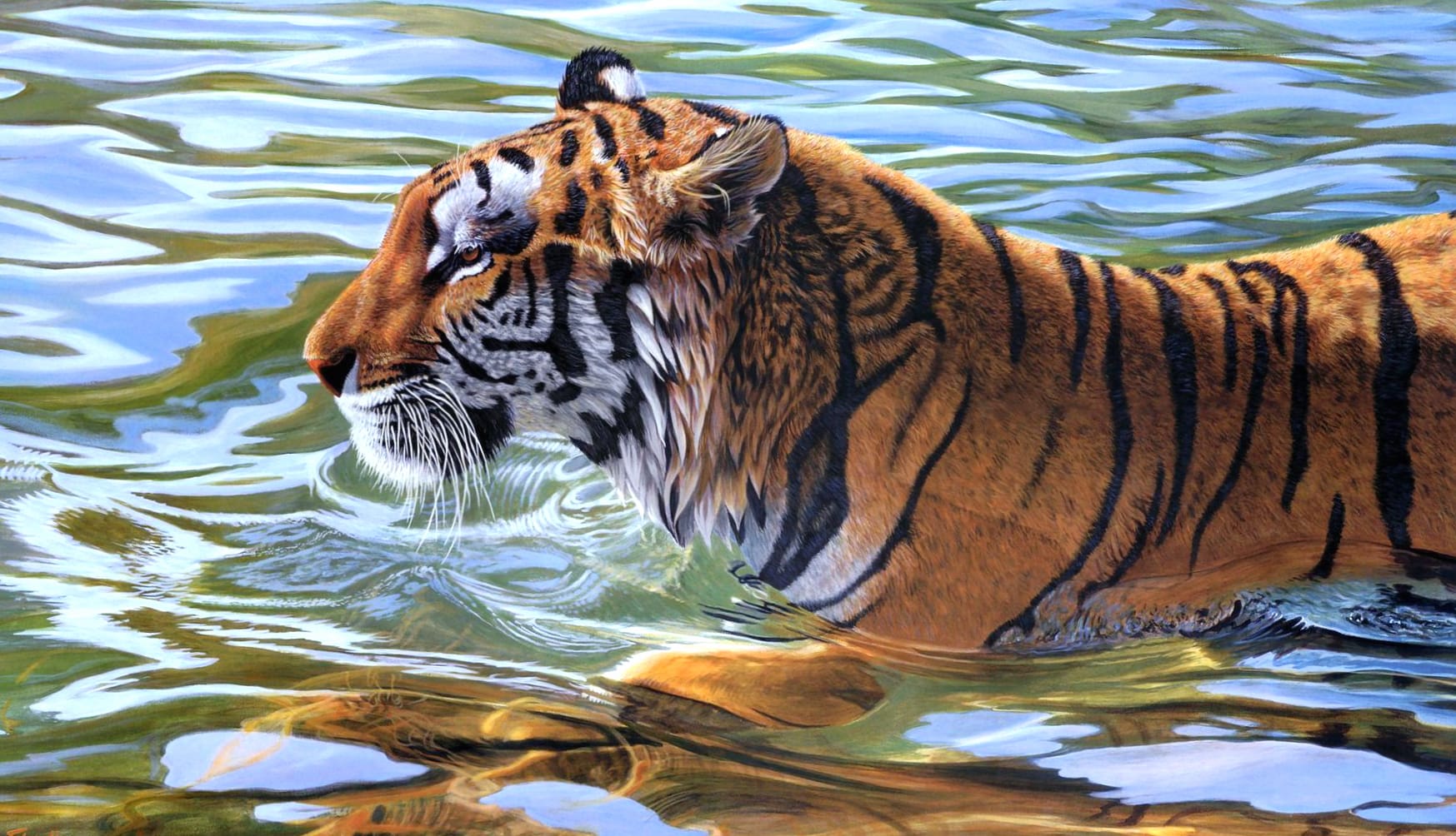 Majestic Tiger in Water - wallpapers HD quality