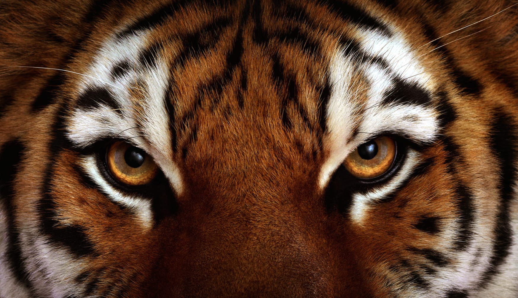 Majestic Tiger Stare - wallpapers HD quality