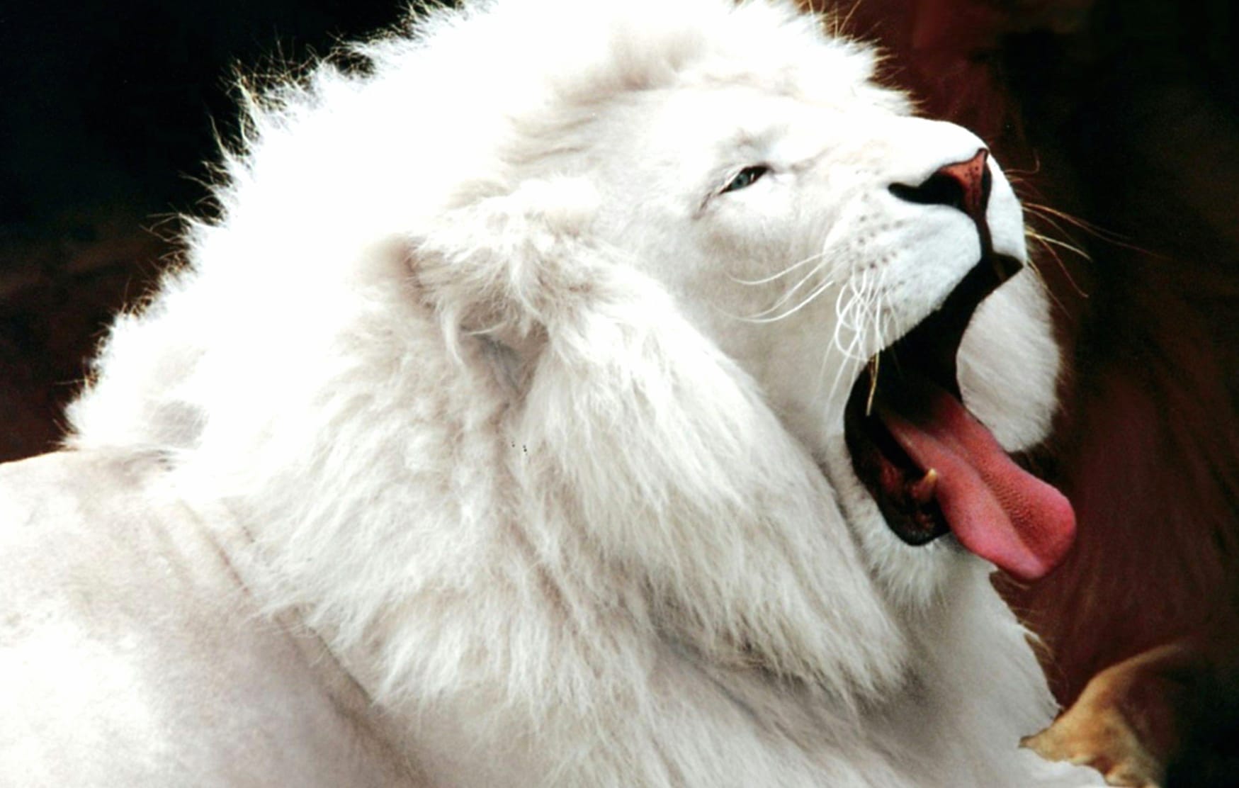 Majestic White Lion at 320 x 480 iPhone size wallpapers HD quality