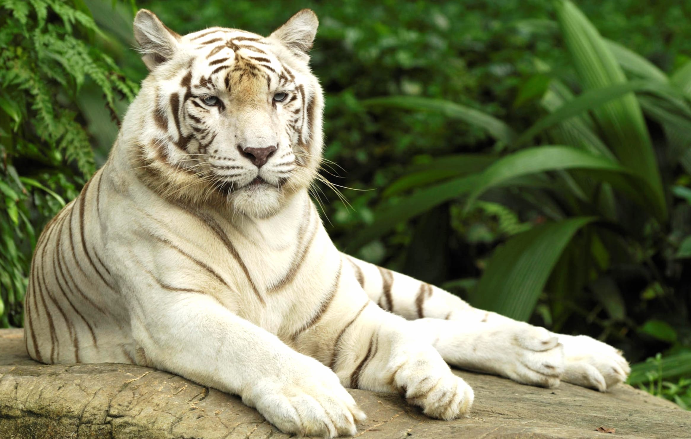 Majestic White Tiger wallpapers HD Majestic White Tiger wallpapers HD quality