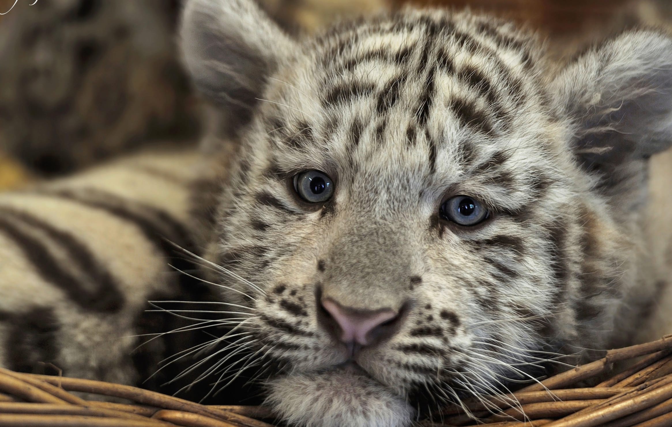 Majestic White Tiger Cub wallpapers HD Majestic White Tiger Cub wallpapers HD quality
