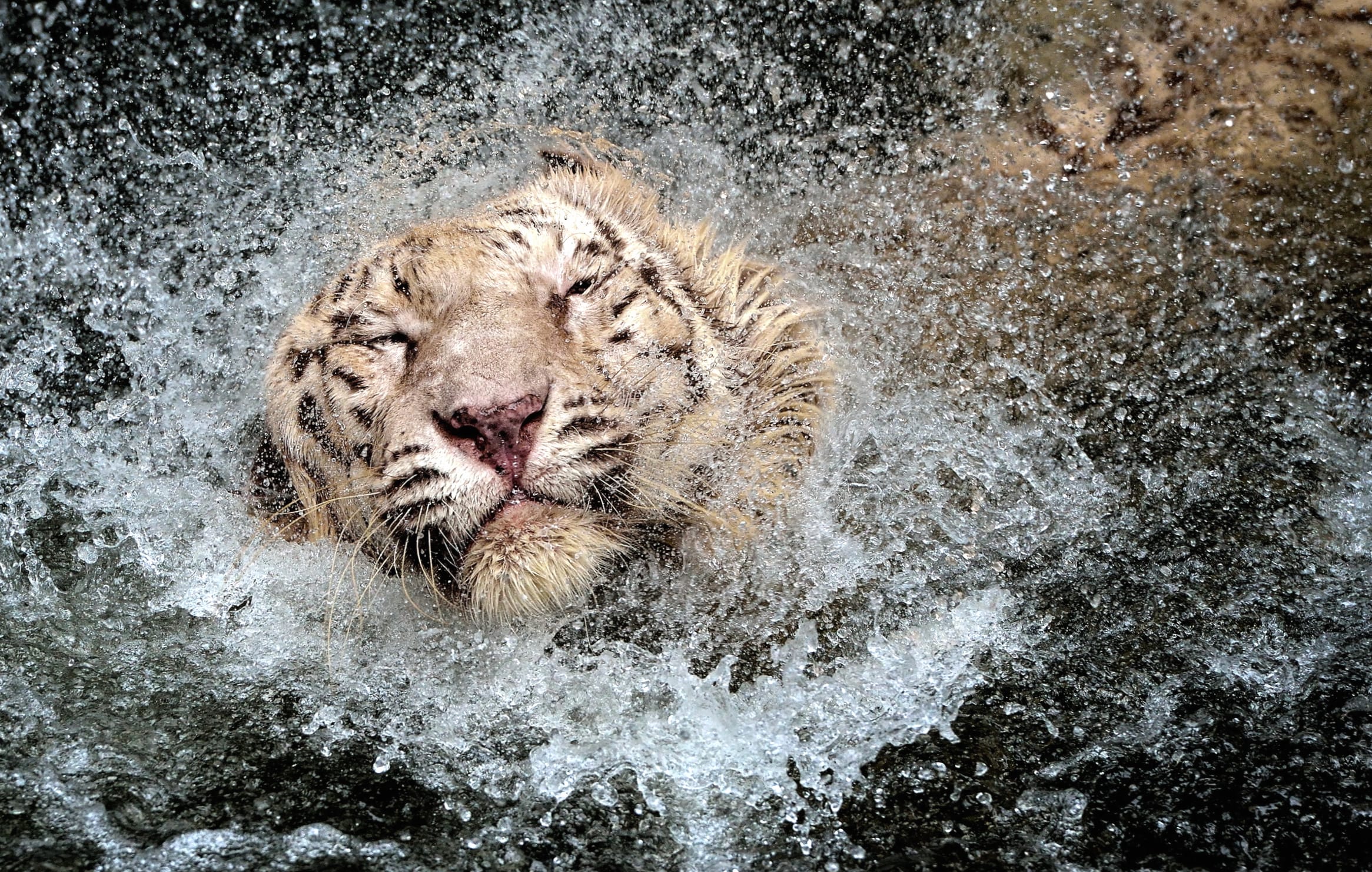 Majestic White Tiger Splash - wallpapers HD quality