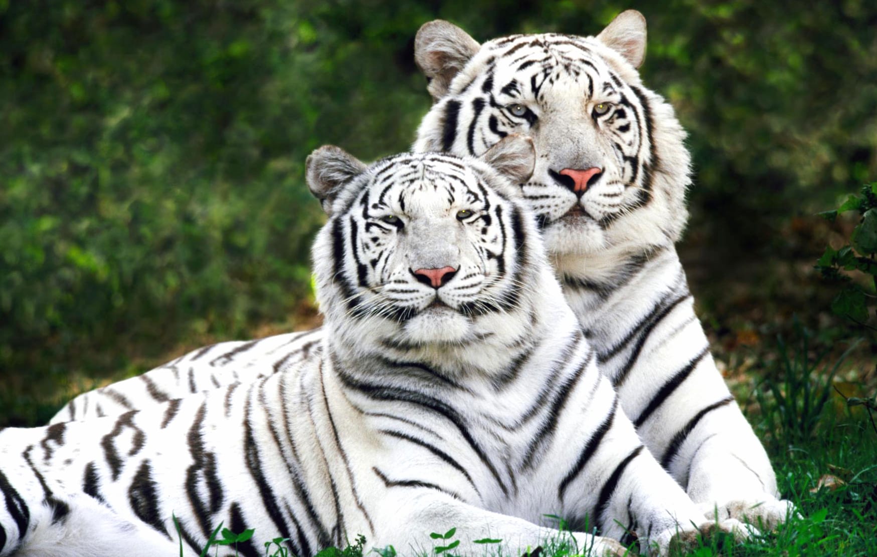 Majestic White Tigers at 640 x 960 iPhone 4 size wallpapers HD quality