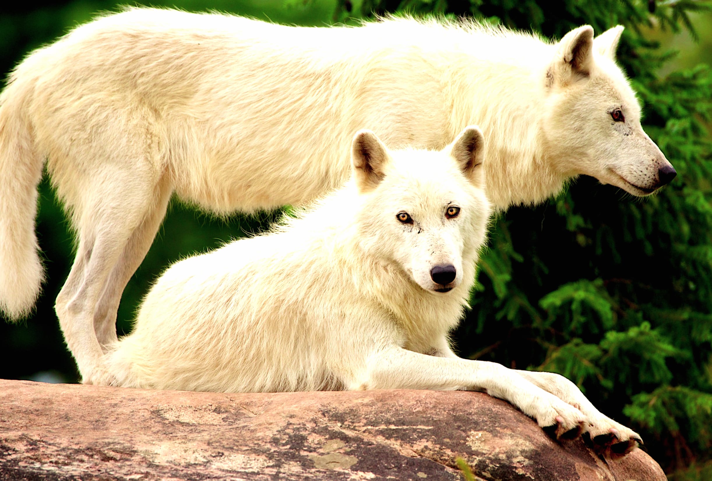 Majestic White Wolves at 640 x 960 iPhone 4 size wallpapers HD quality