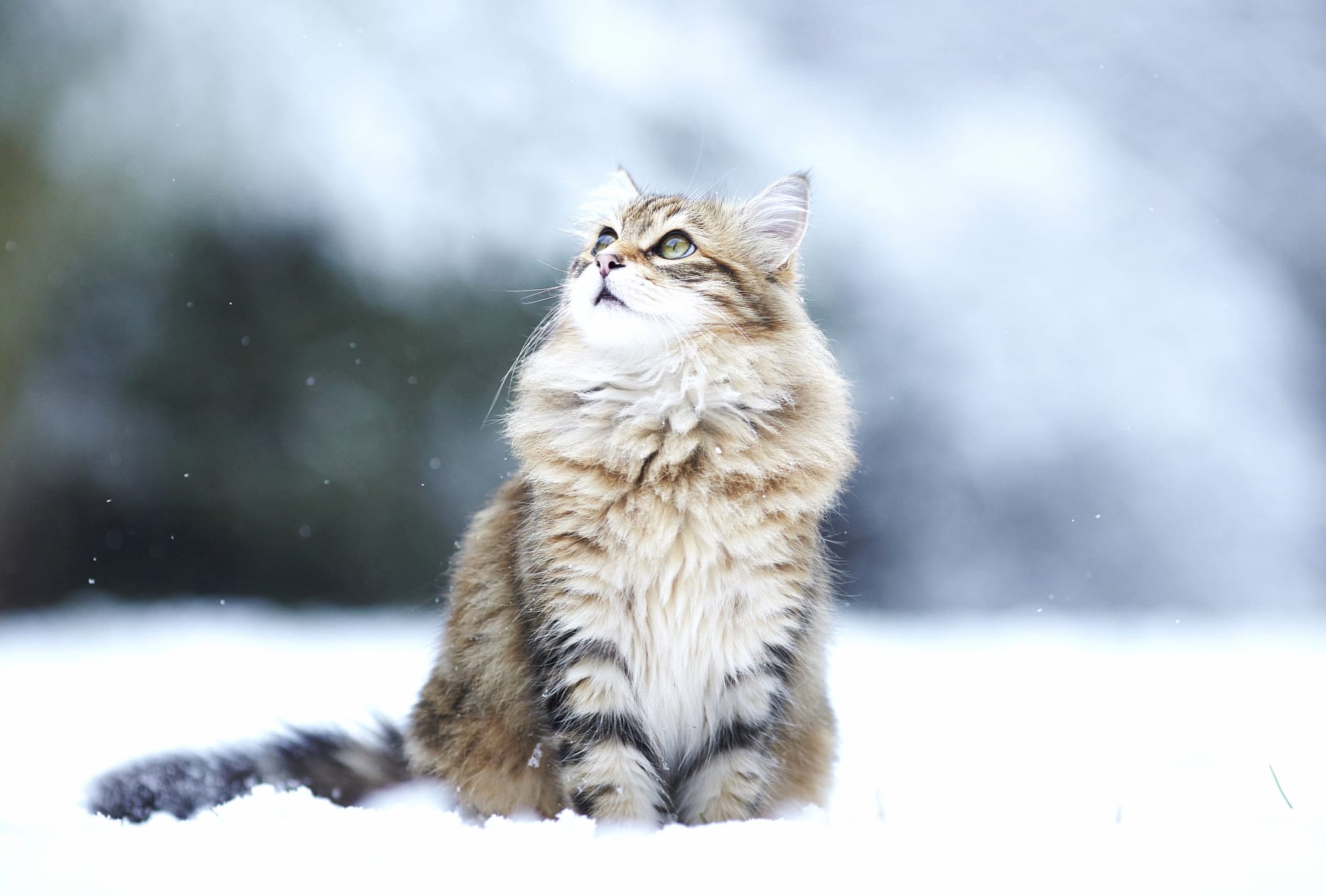 Majestic Winter Cat at 1600 x 1200 size wallpapers HD quality