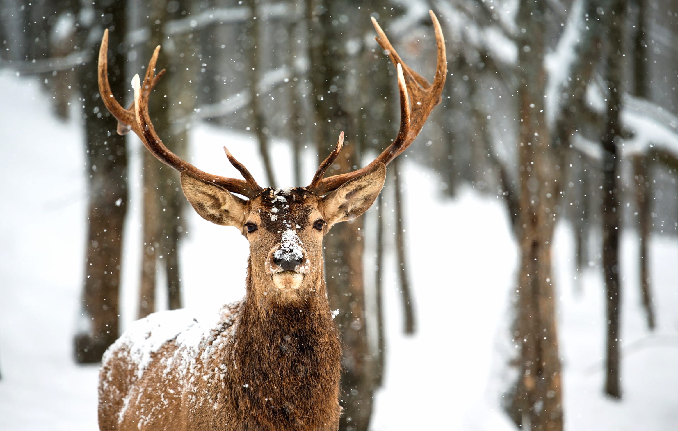 Majestic Winter Deer - wallpapers HD quality