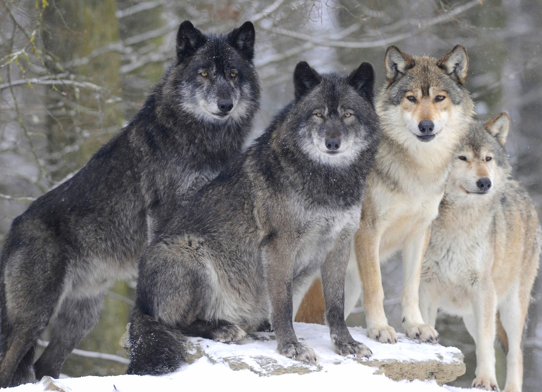 Majestic Winter Gray Wolves wallpapers HD quality